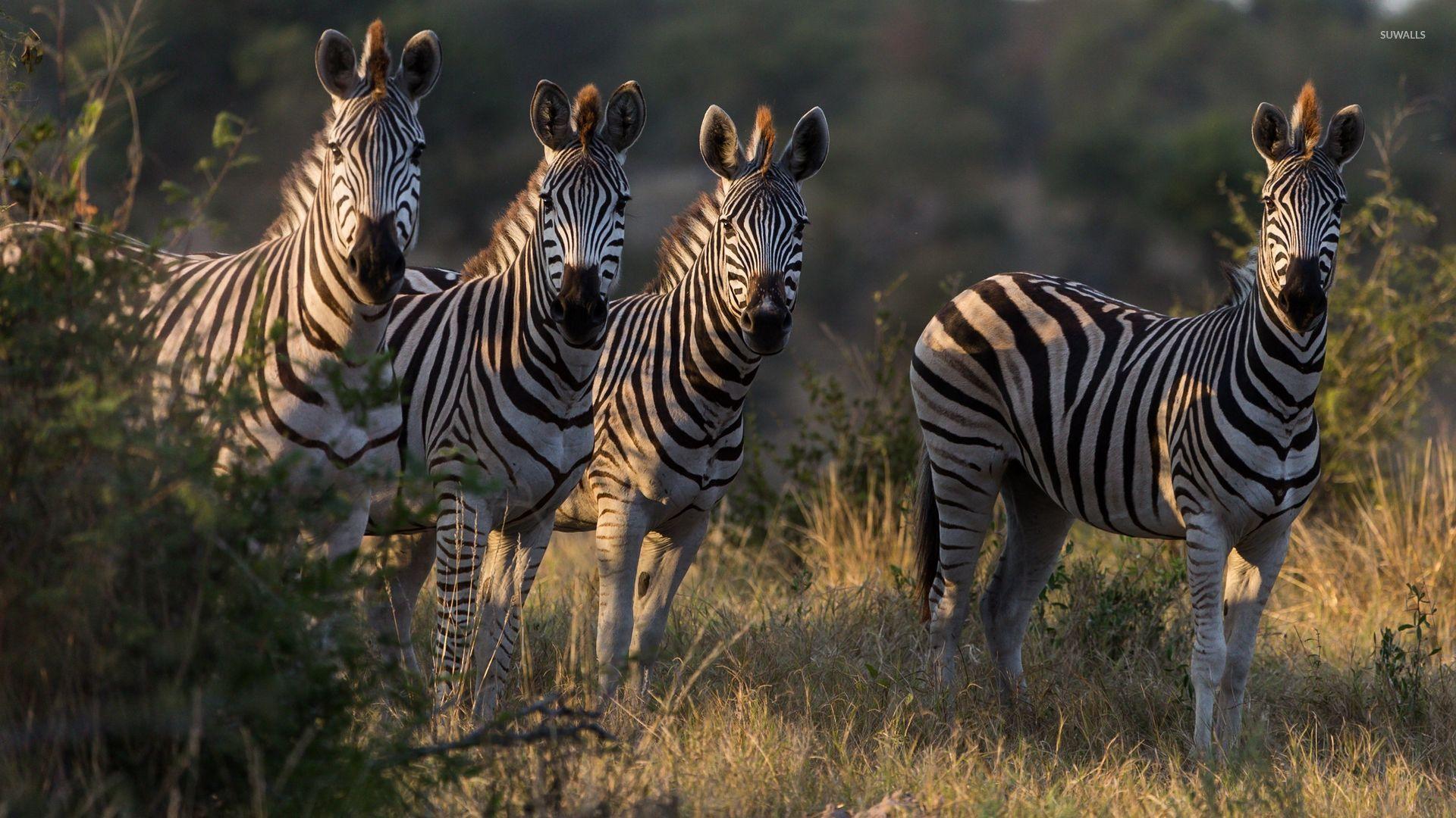 1920x1080 Zebras [2] wallpaper wallpaper