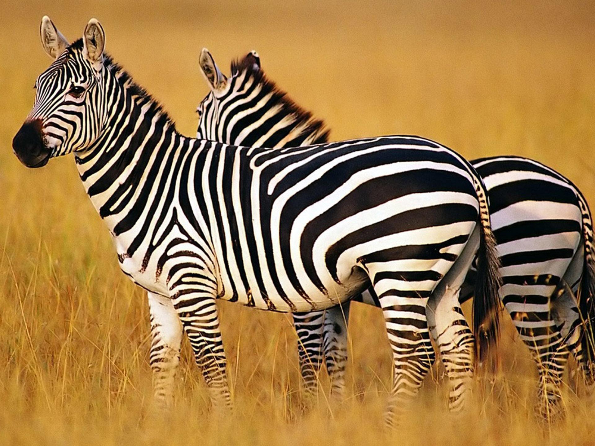 1920x1440 Free download Animal Wallpaper Archives GetWallnet [1920x1440] for your Desktop, Mobile & Tablet. Explore Zebras Wallpaper. Zebras Wallpaper, Scalamandre Zebras Wallpaper