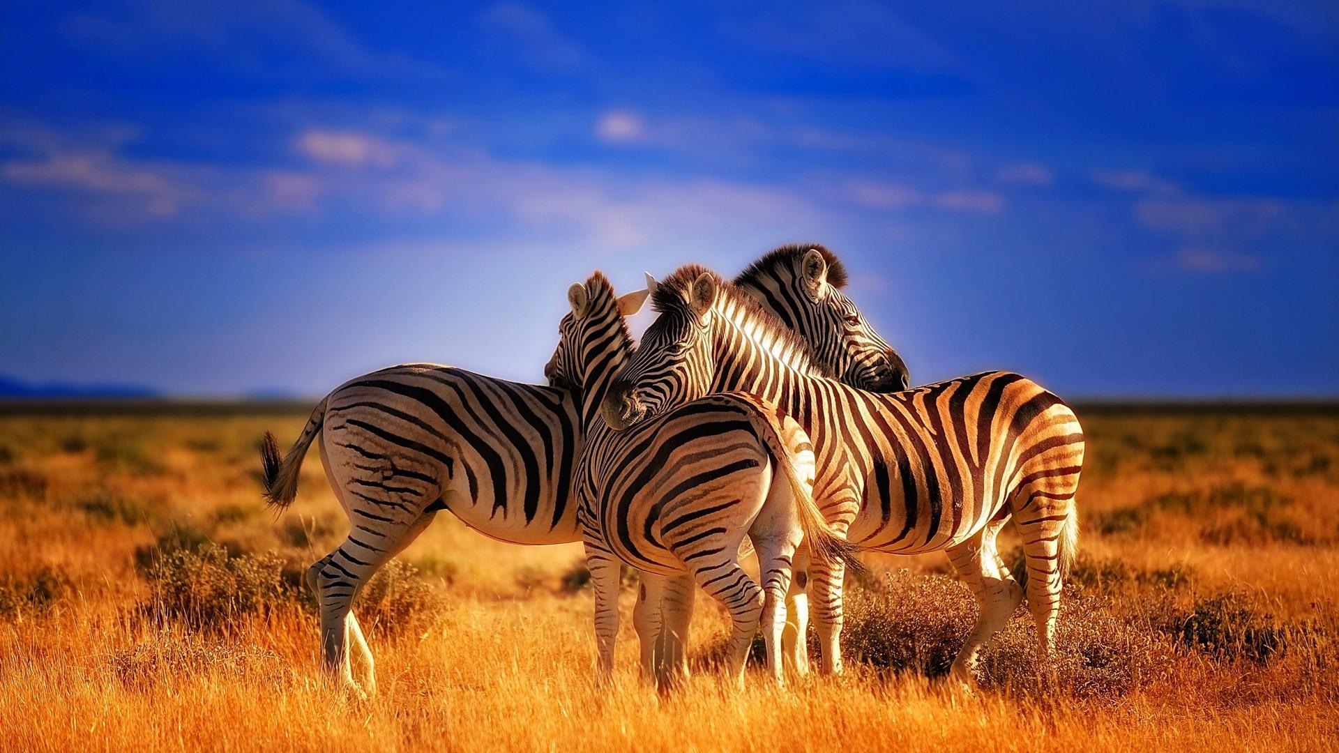 1920x1080 Beautiful Colorful Animals Zebras HD Wallpaper :