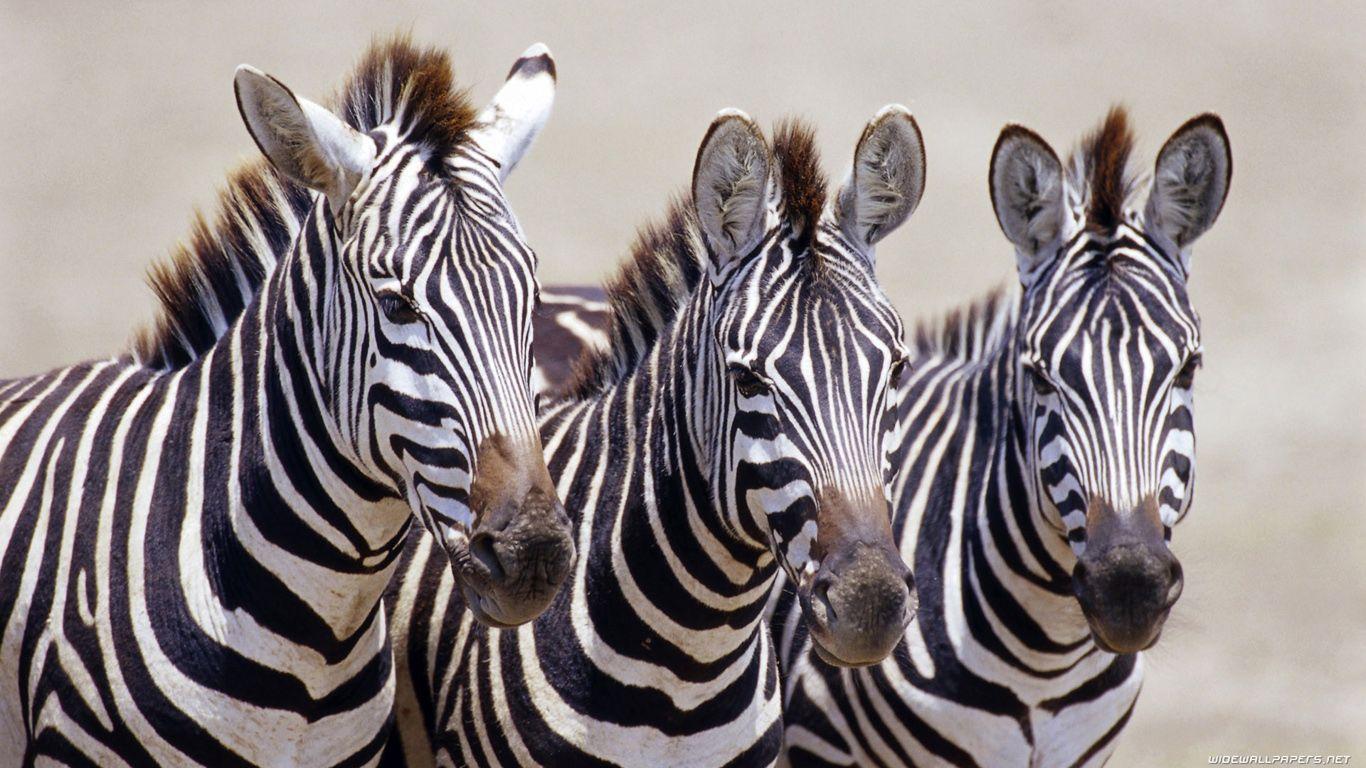 1366x768 Hd wallpaper zebra download. Zebras, Pet birds, Zebra wallpaper