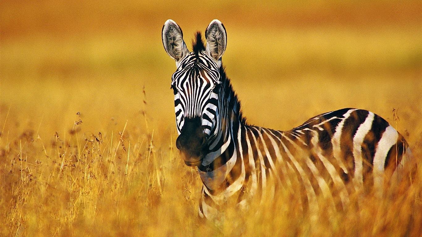 1366x768 Black and white striped animal, zebra HD wallpaper Wallpaper Download and white striped animal, zebra HD wallpaper Wallpaper Wallpaper Site