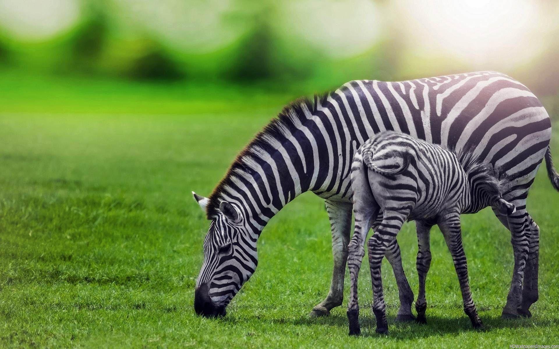 1920x1200 Animal Zebra HD Wallpaper