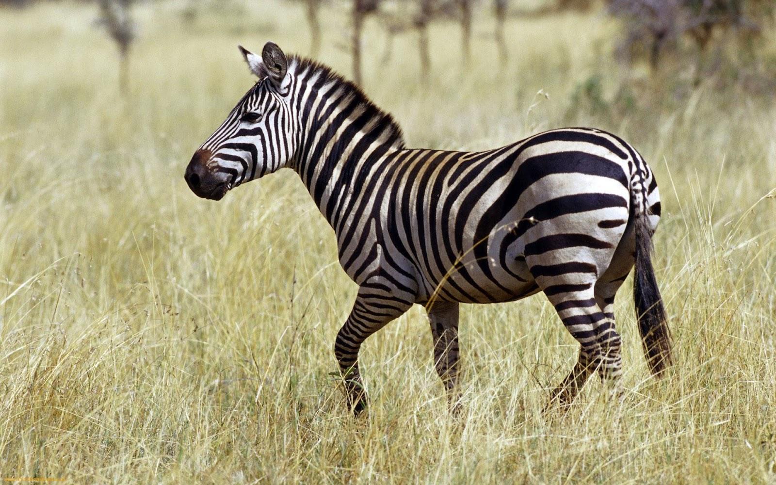 Zebra Animal Wallpapers - Top Free Zebra Animal Backgrounds ...