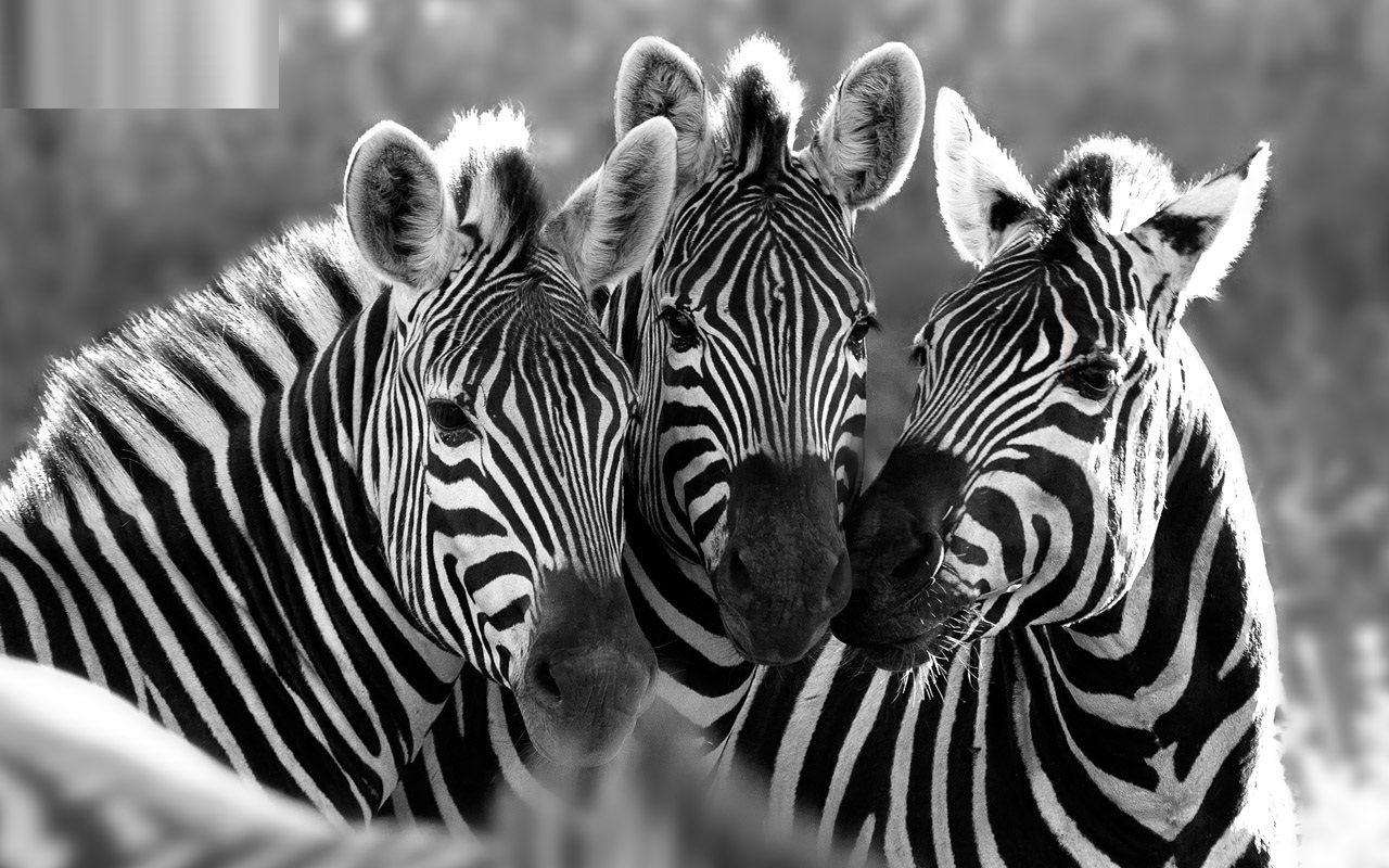 1280x800 Stunning zebra HD free wallpaper download. Zebra wallpaper, Zebras, Pet birds