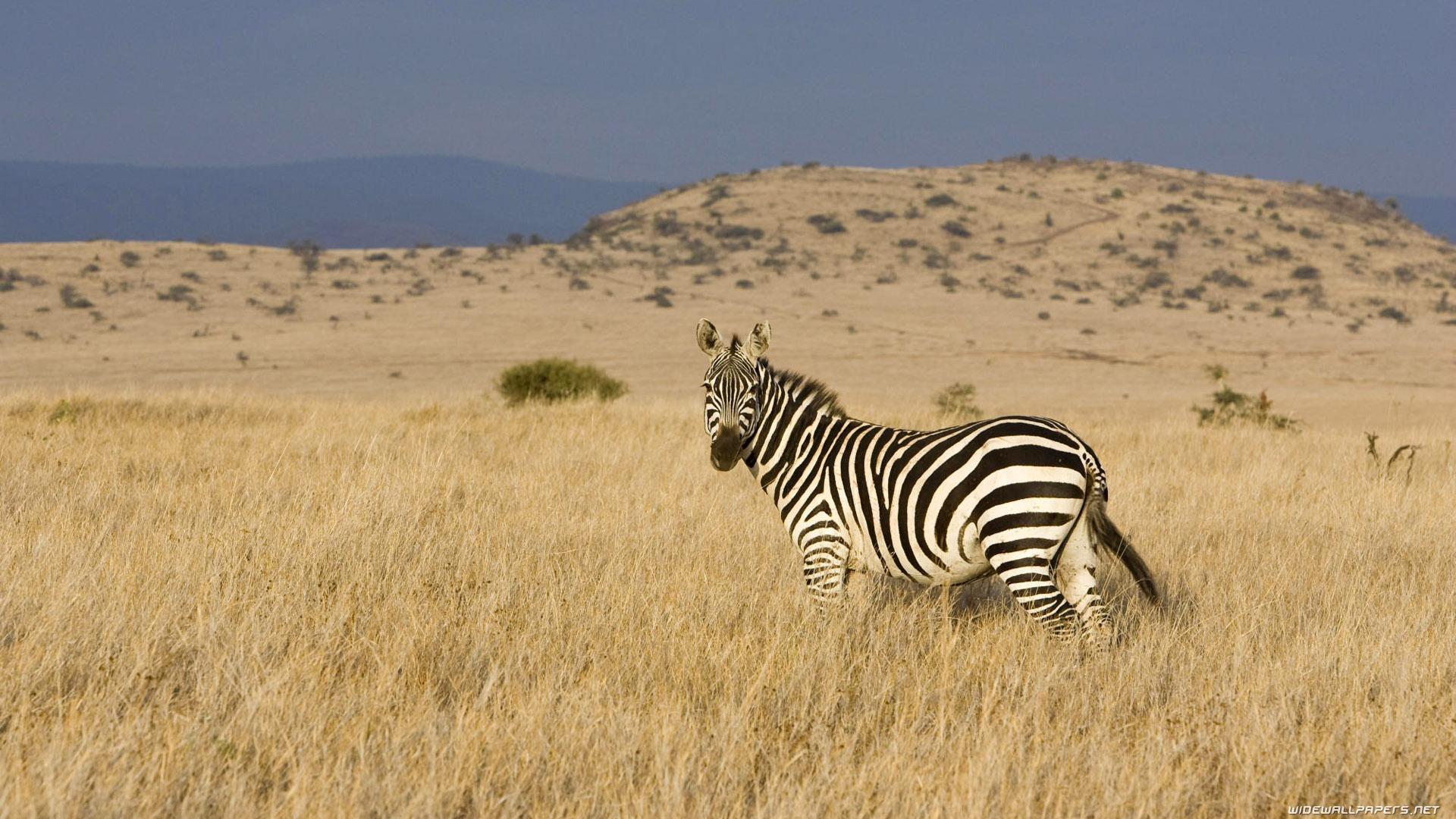 1920x1080 Zebras desktop wallpaper HD and wide wallpaper