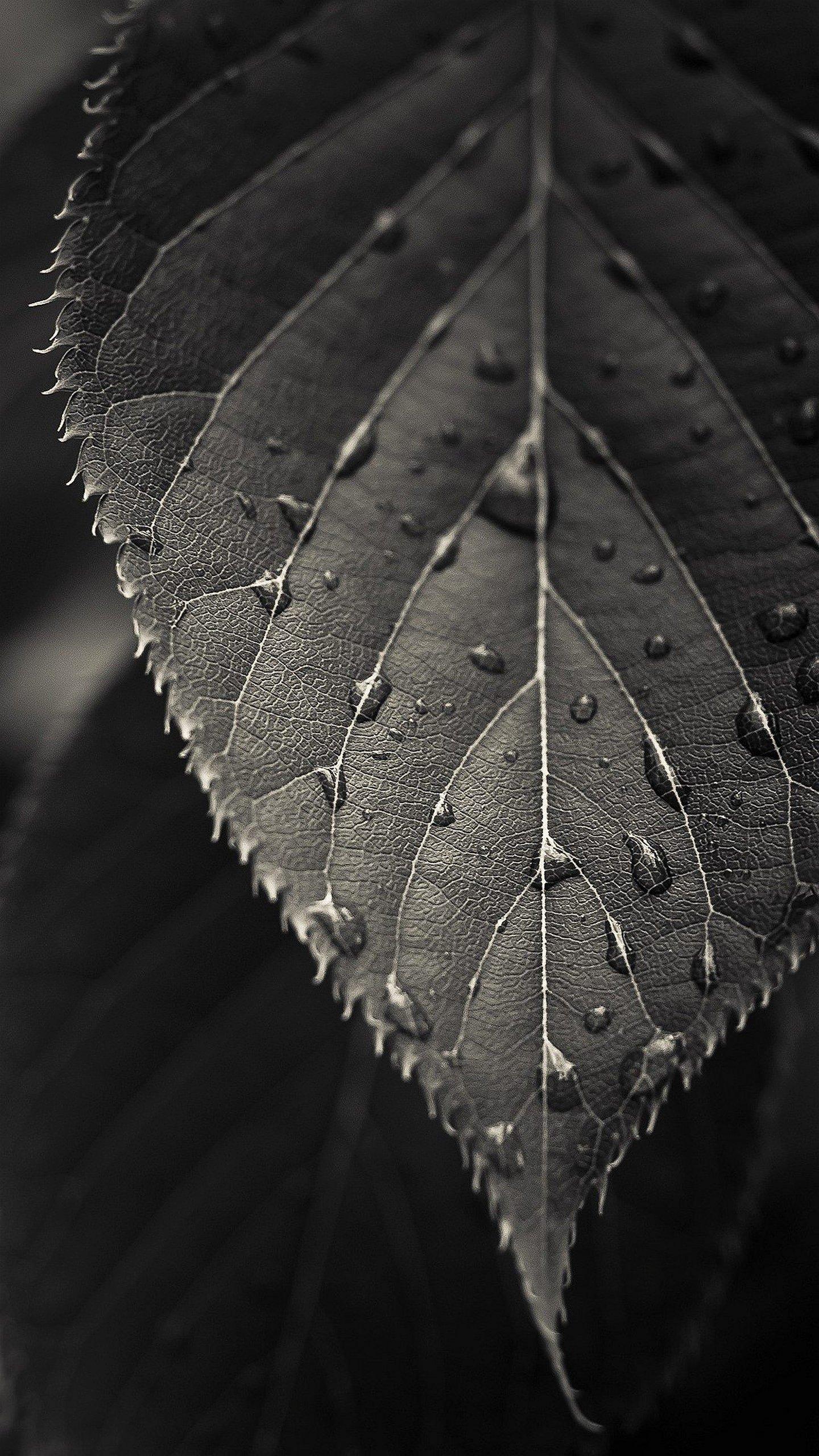 1440x2560 Sony Xperia Wallpaper