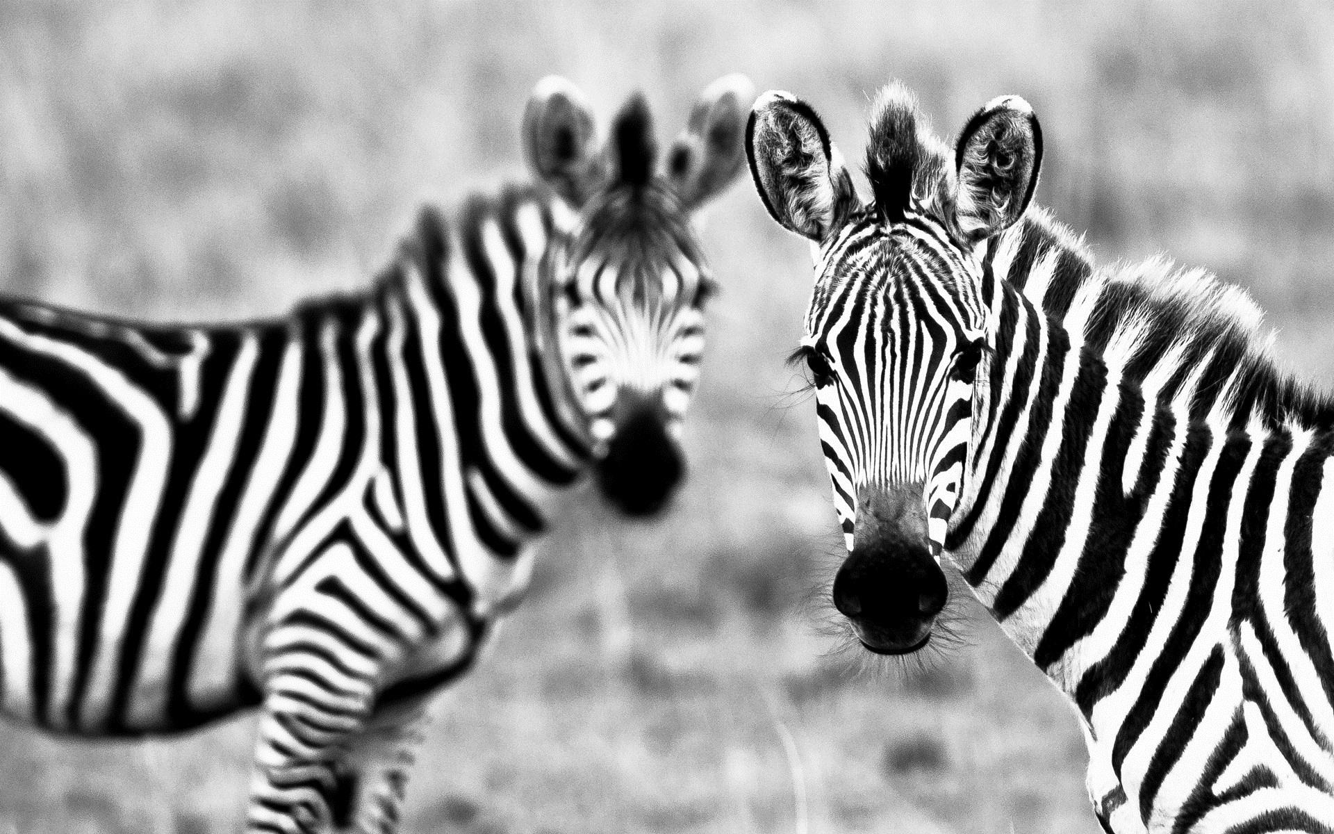 1920x1200 Animals Zebras