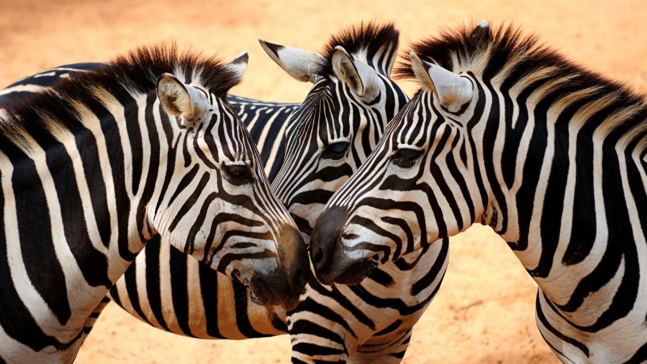 1280x720 Wallpaper zebra animal Closeup