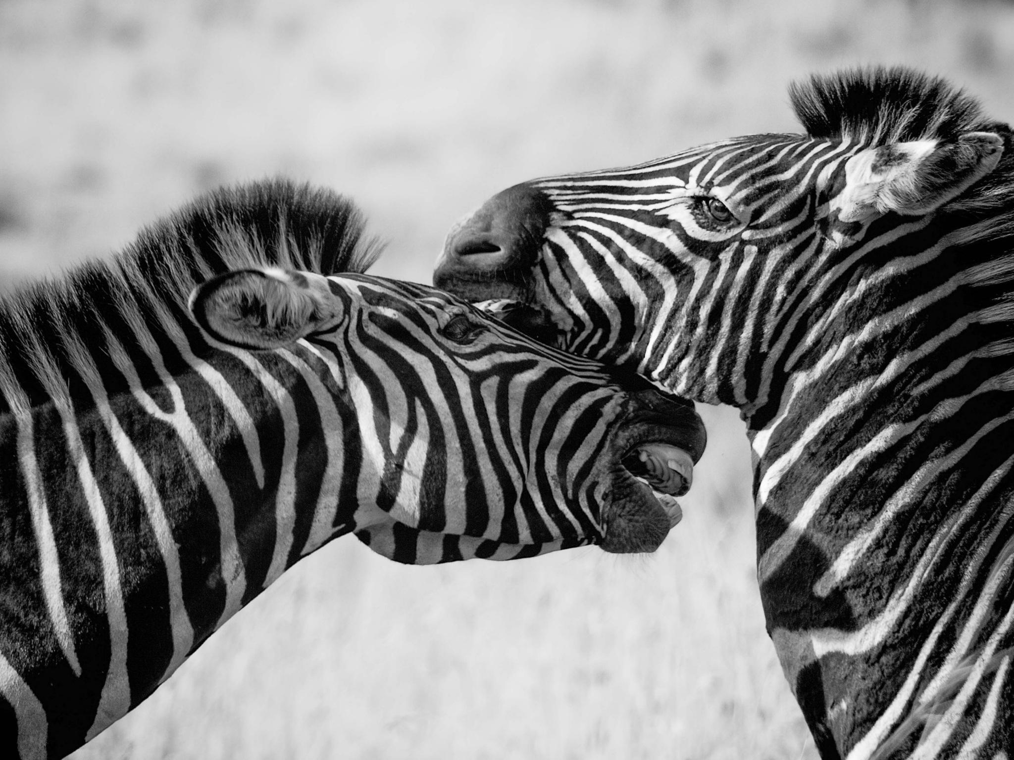 2048x1536 Wallpaper 4k Zebras Black And White 4k 4k Wallpaper, Animals Wallpaper, Black And White Wallpaper, Hd Wallpaper, Monochrome Wallpaper, Zebra Wallpaper