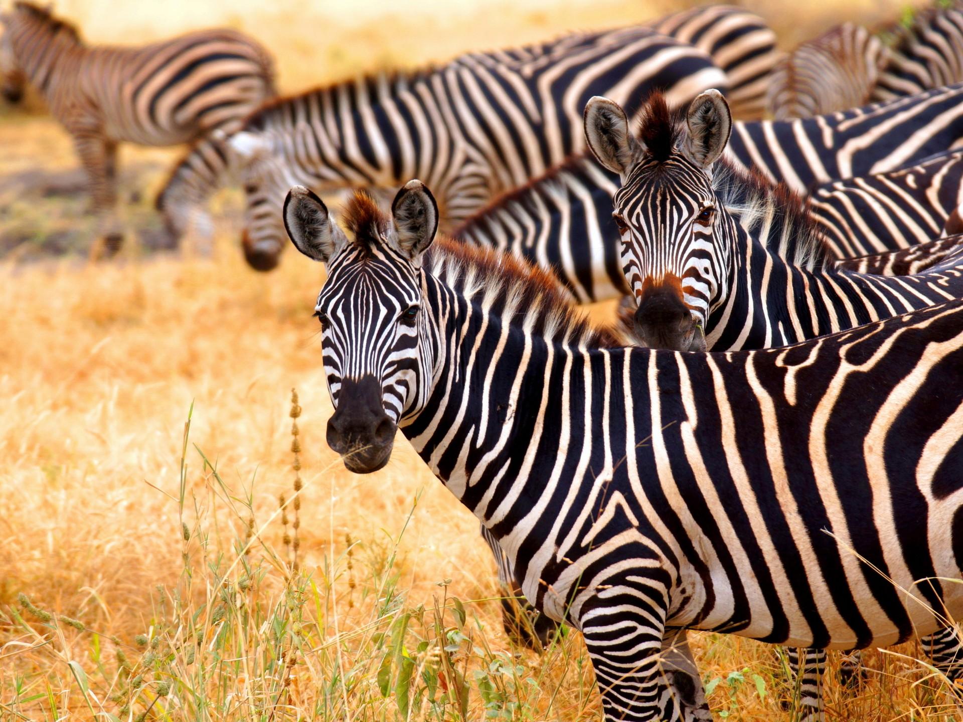 Zebra Animal Wallpapers - Top Free Zebra Animal Backgrounds ...