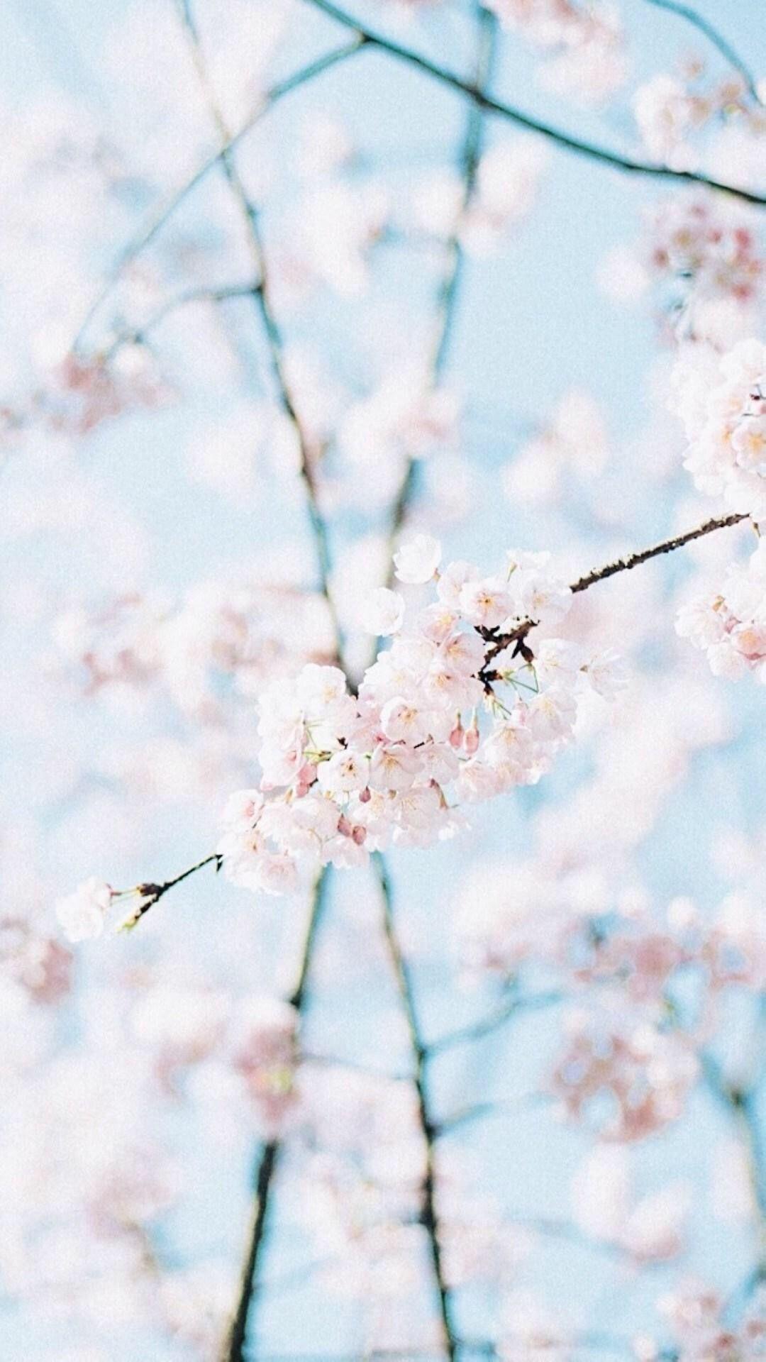1080x1920 Light Blue Background For iPhone