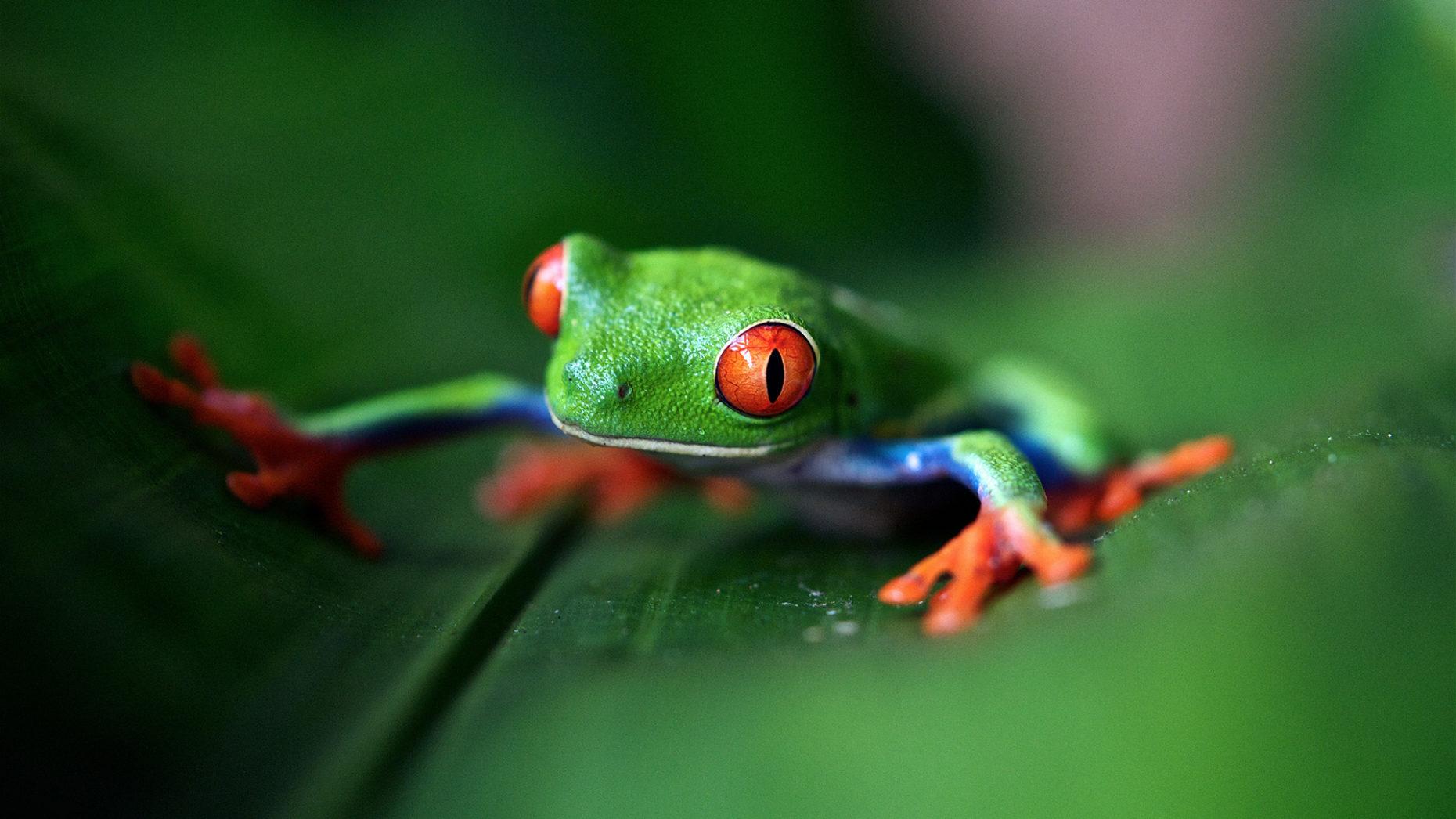 Green Tree Frog Wallpapers - Top Free Green Tree Frog Backgrounds ...