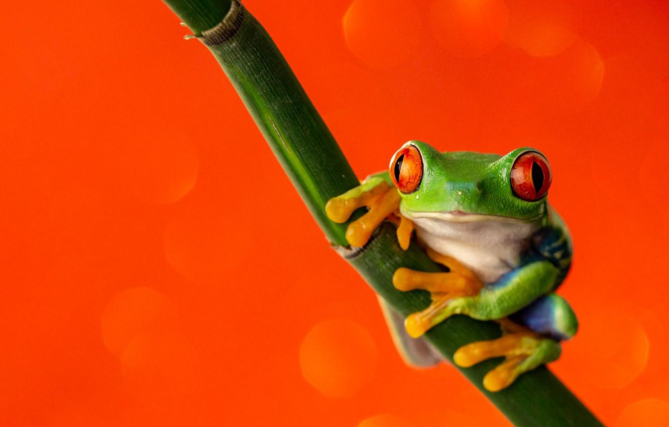 Green Tree Frog Wallpapers Top Free Green Tree Frog Backgrounds