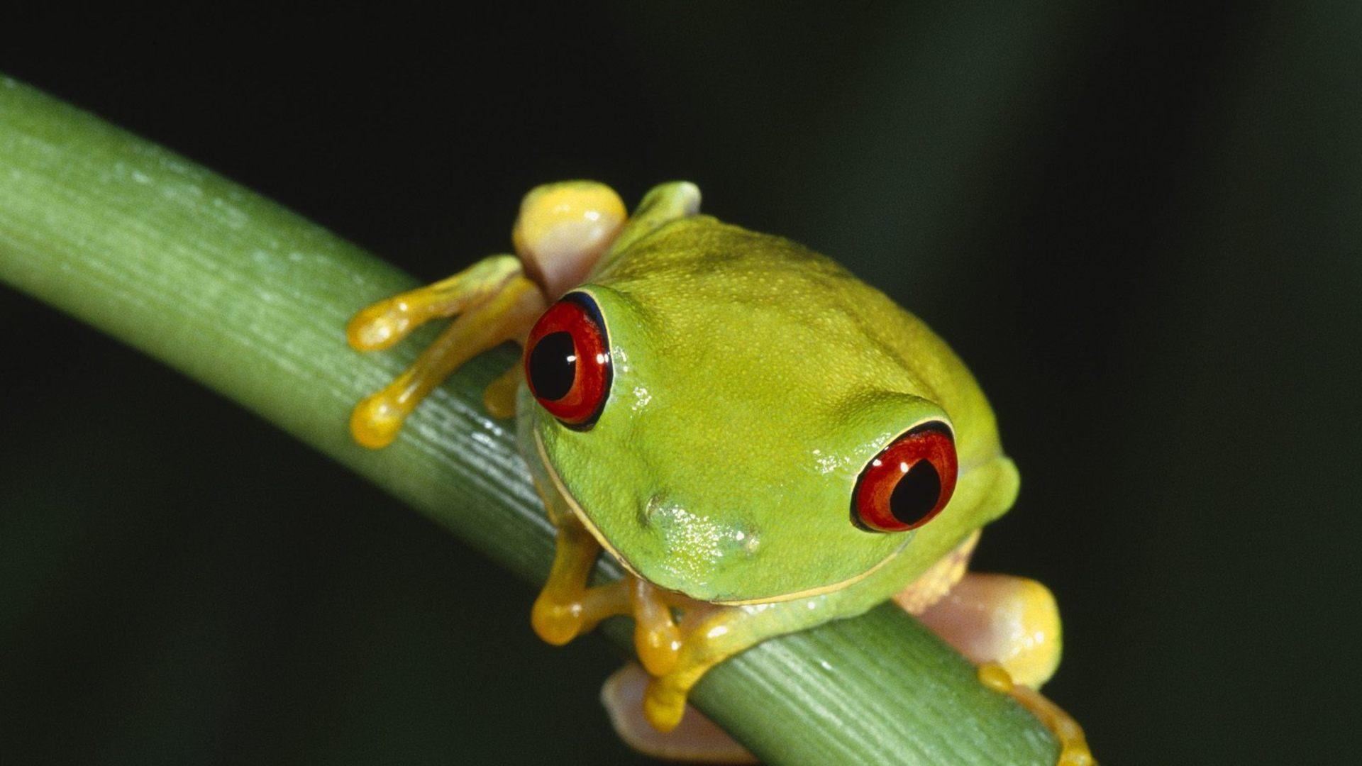 Green Tree Frog Wallpapers - Top Free Green Tree Frog Backgrounds ...