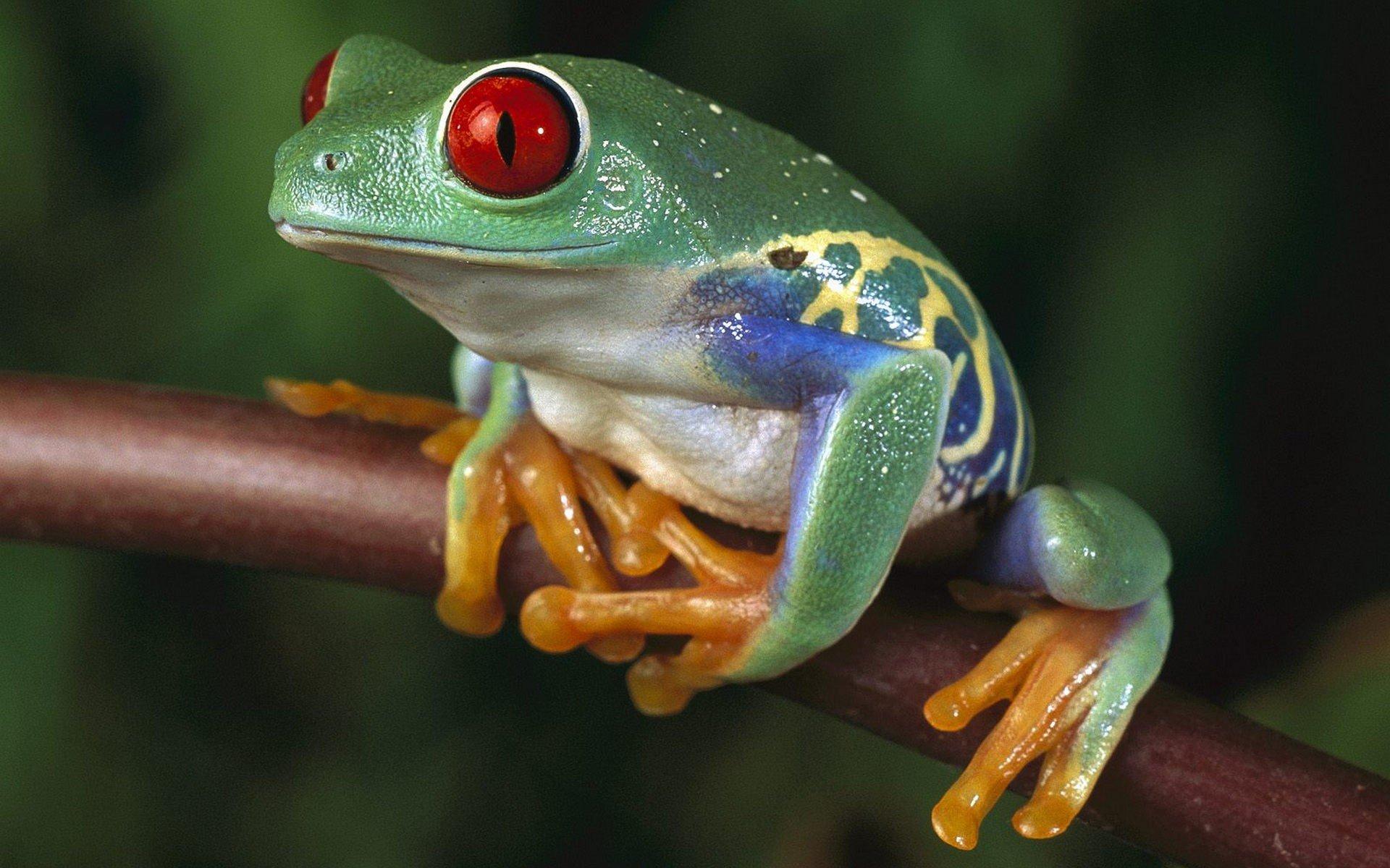 1920x1200 green, Women, Trees, Animals, Red, Eyes, Frogs, Red eyed, Tree, Frog, Amphibians, Tree, Frogs Wallpaper HD / Desktop and Mobile Background