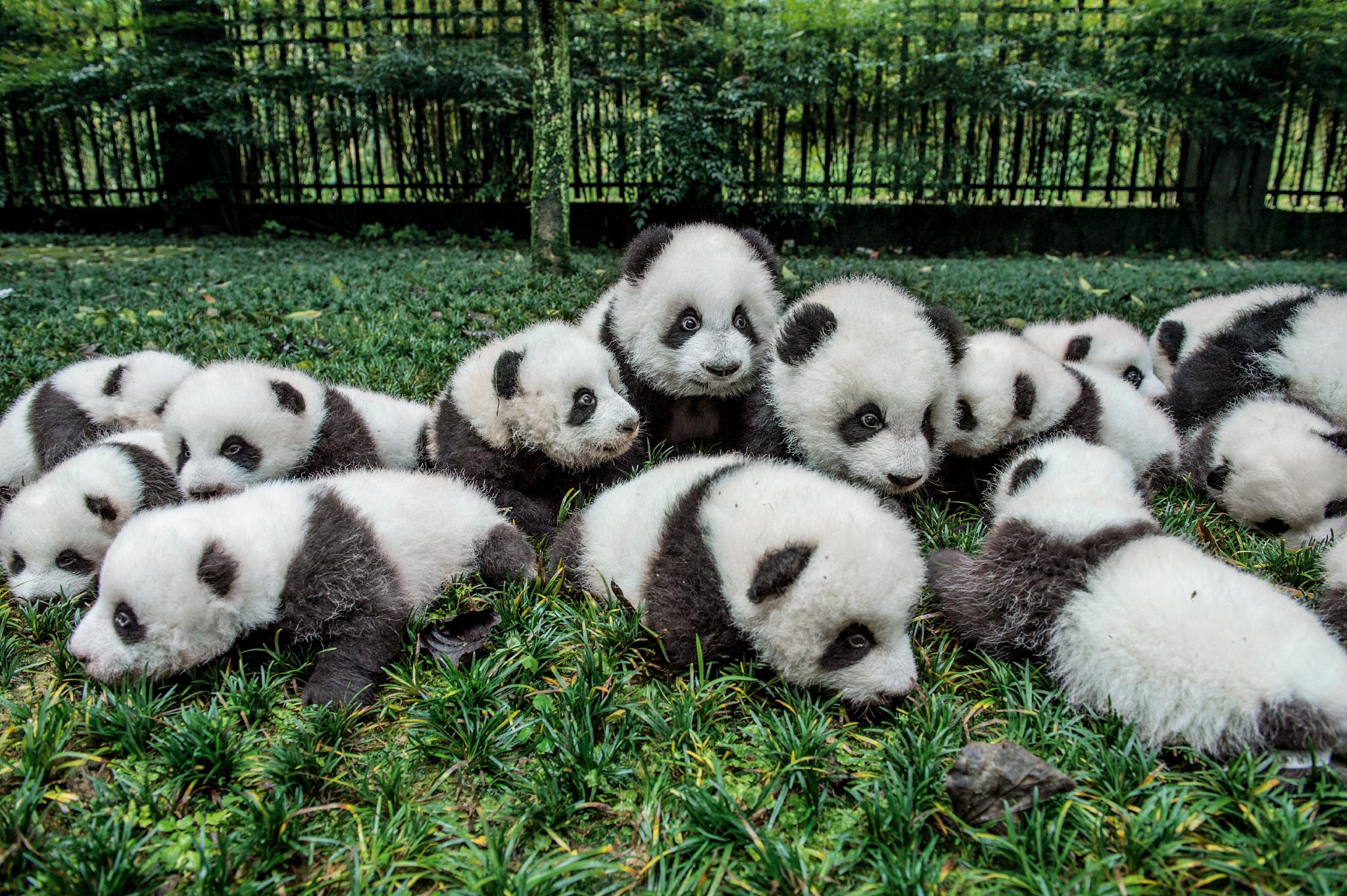 2048x1363 Panda wallpaper, Animal, HQ Panda pictureK Wallpaper 2019