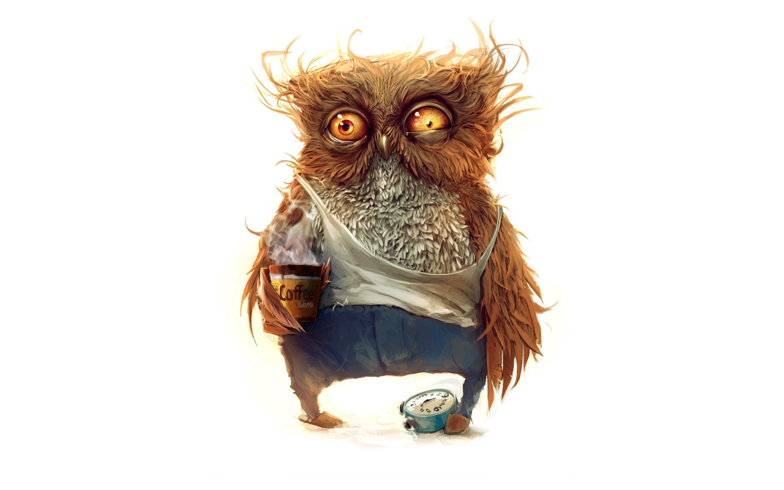 2560x1600 coffee, Owl, Morning HD Wallpaper / Desktop and Mobile Image & Photo