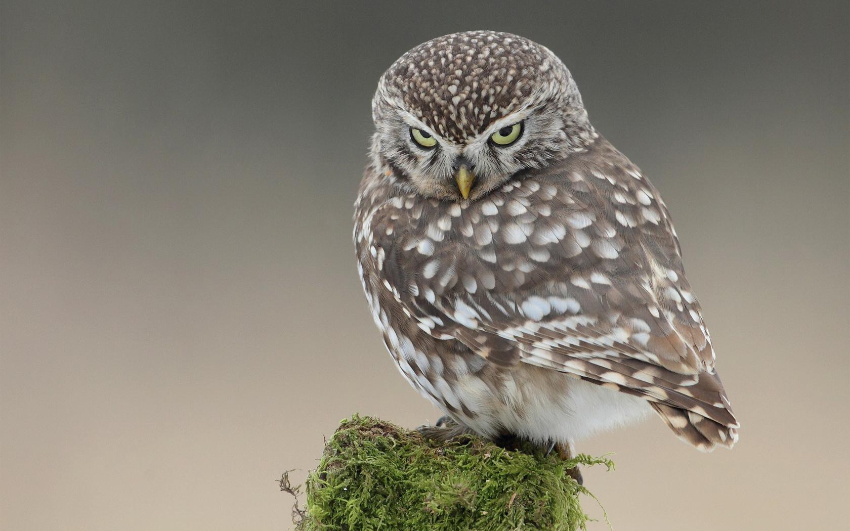 1680x1050 Download Coffee Owl Wallpaper Gallery