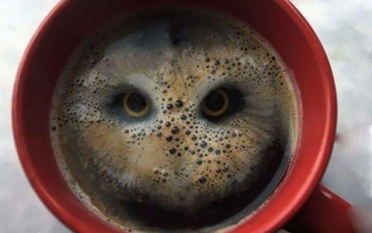 1280x800 Owl in Your Coffee Cup Wallpaper. All is Wall