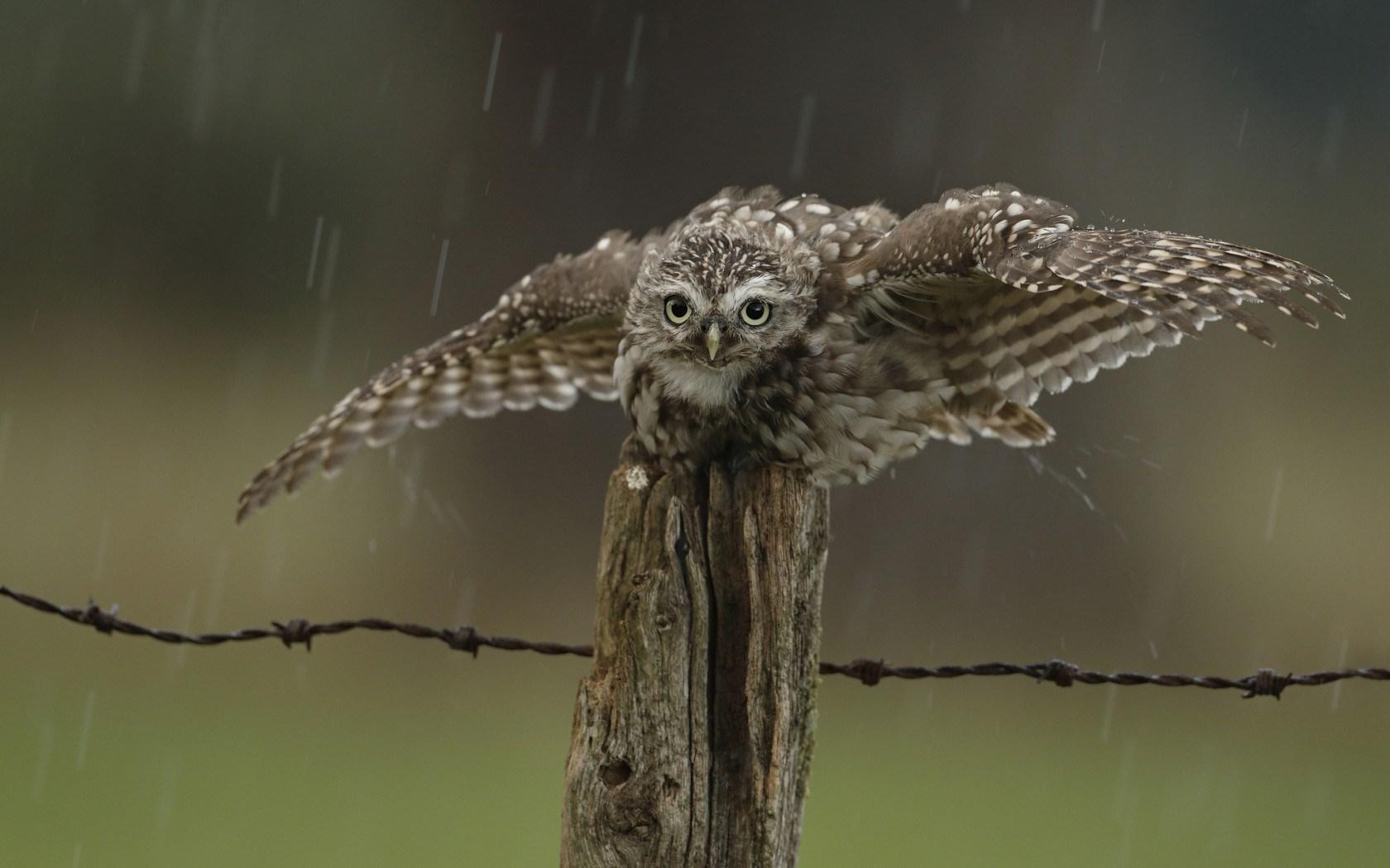1680x1050 coffee owl wallpaper Desktop Wallpaperk HD