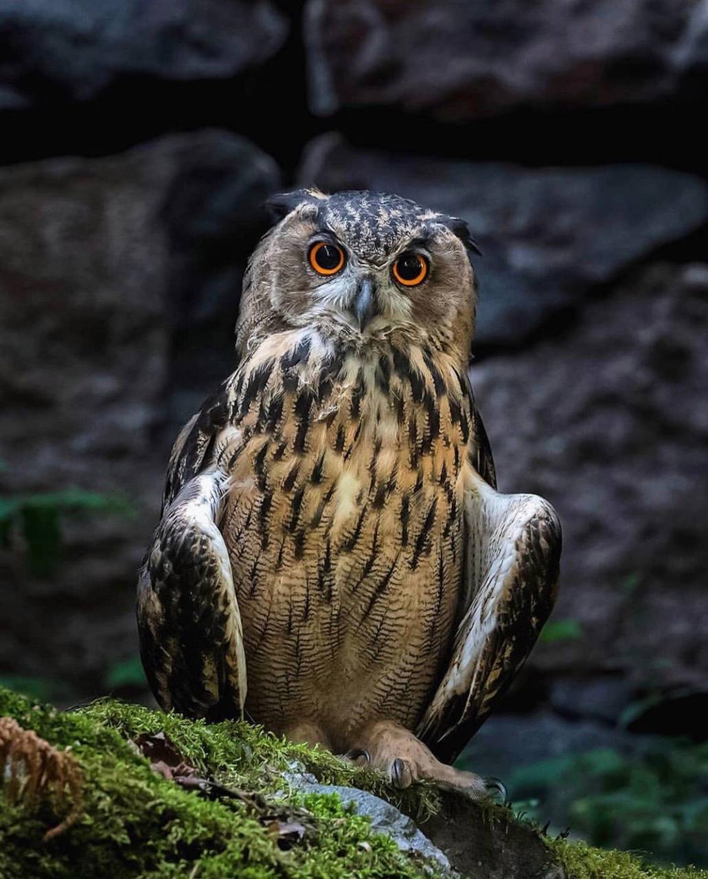 1031x1280 Download Owl Wallpaper HD By Saikumar_. Wallpaper
