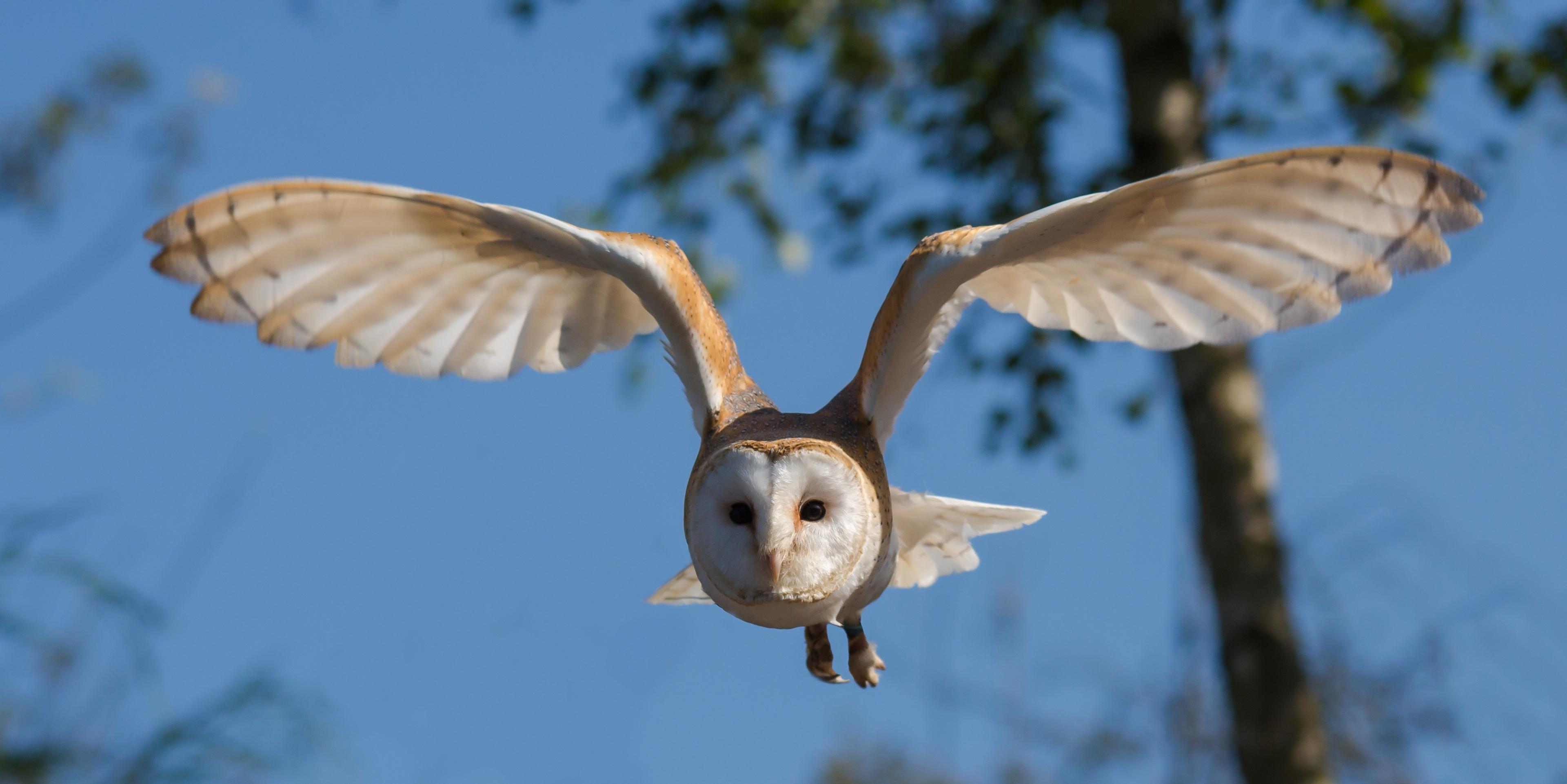 3840x1922 Owl Wallpaper Free HD to Download
