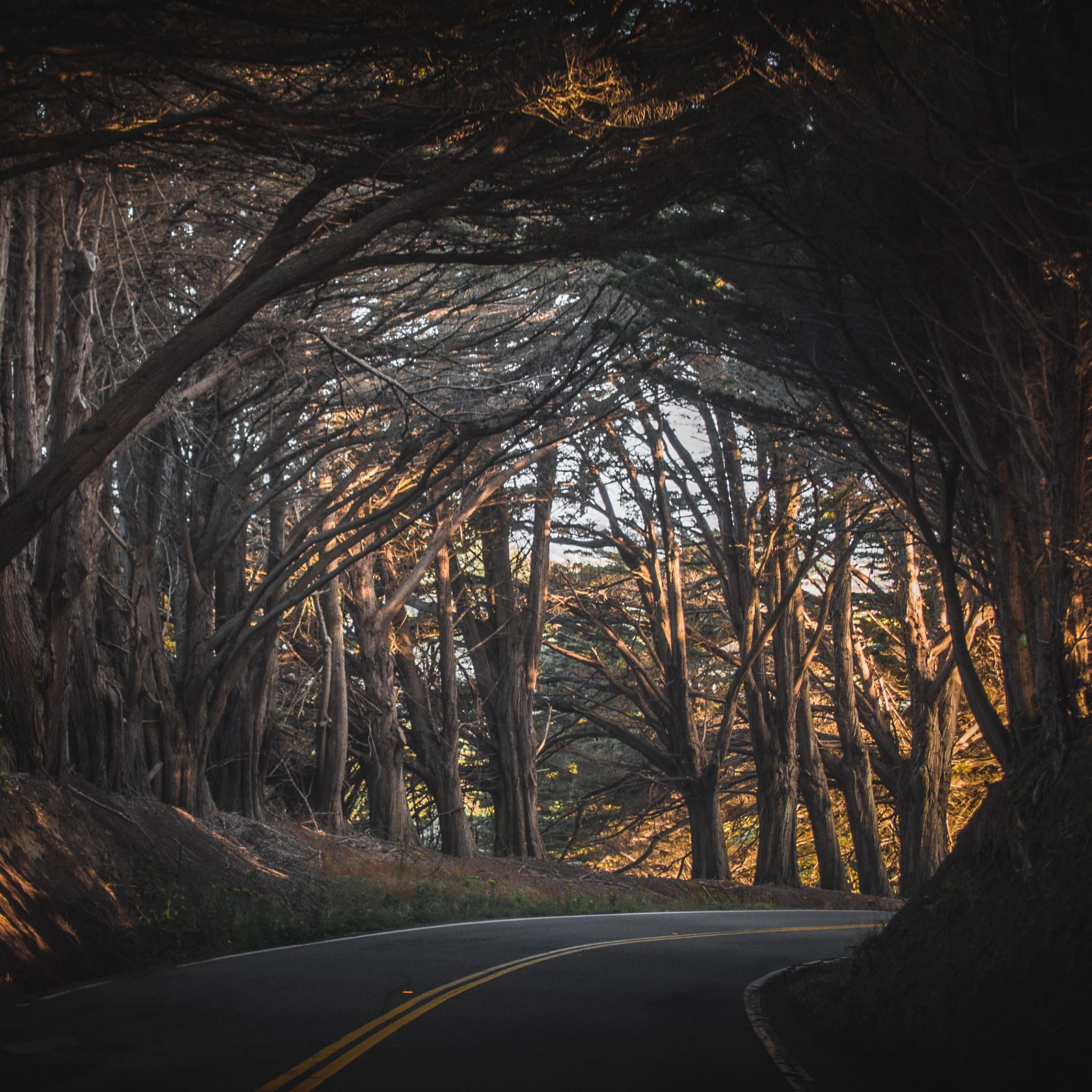 2248x2248 Download Road, highway, forest, tree, nature, dark wallpaper, 2248x iPad Air, iPad Air iPad iPad iPad mini iPad mini 3