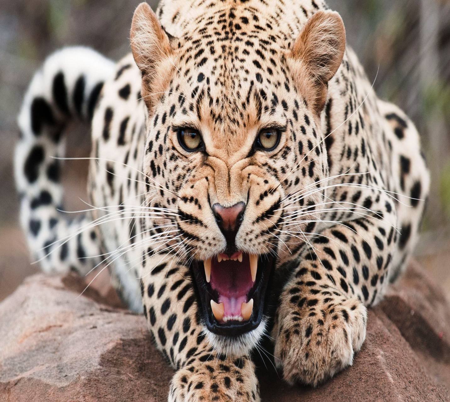 1432x1280 Download Neon Leopard Wallpaper HD By Narwhalled. Wallpaper