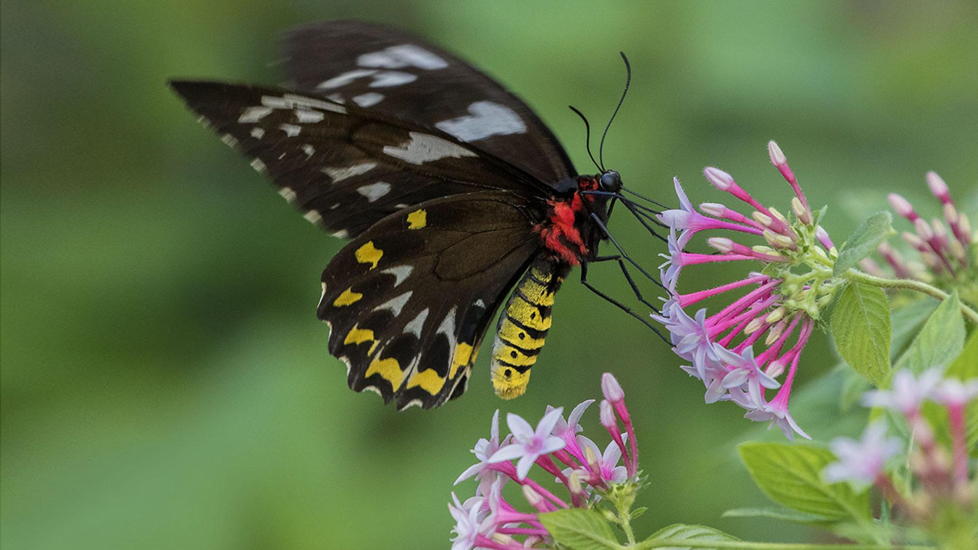 1920x1080 Female Cairns Birdwing Butterfly Pink White Flowers Pentas Lanceolata Color 4k Wallpaper HD Image For Desktop And Mobile 3840x2400 :