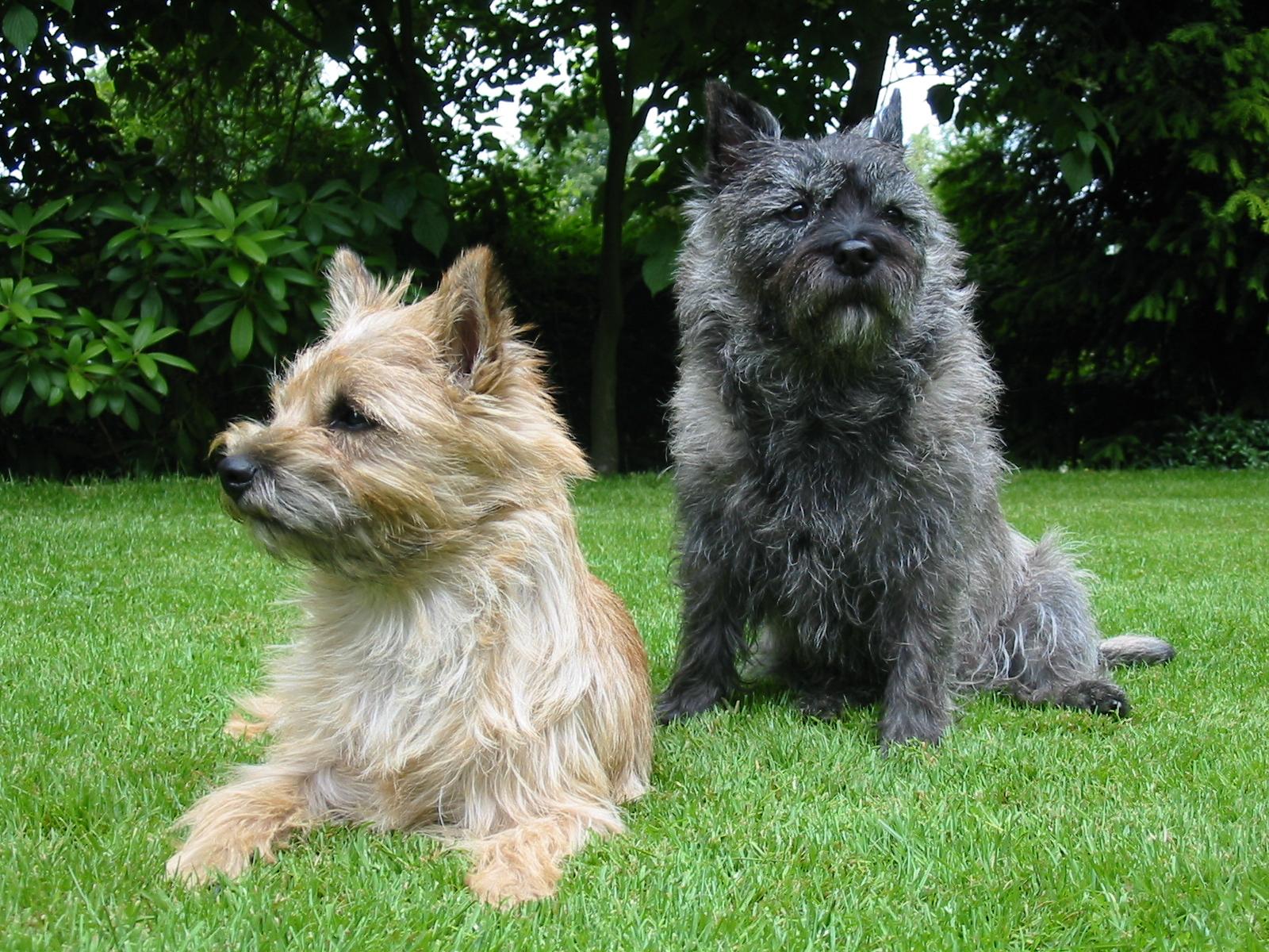 1600x1200 Cairn Terrier Wallpaper. Stacked Cairn Wallpaper, Pitcairn Wallpaper and Soul Cairn Wallpaper