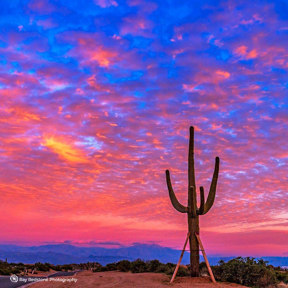 1000x1000 Epic Sky On Fire Sunset In Arizona With Cactus. Sunset landscape, Arizona sunset, Arizona sunrise