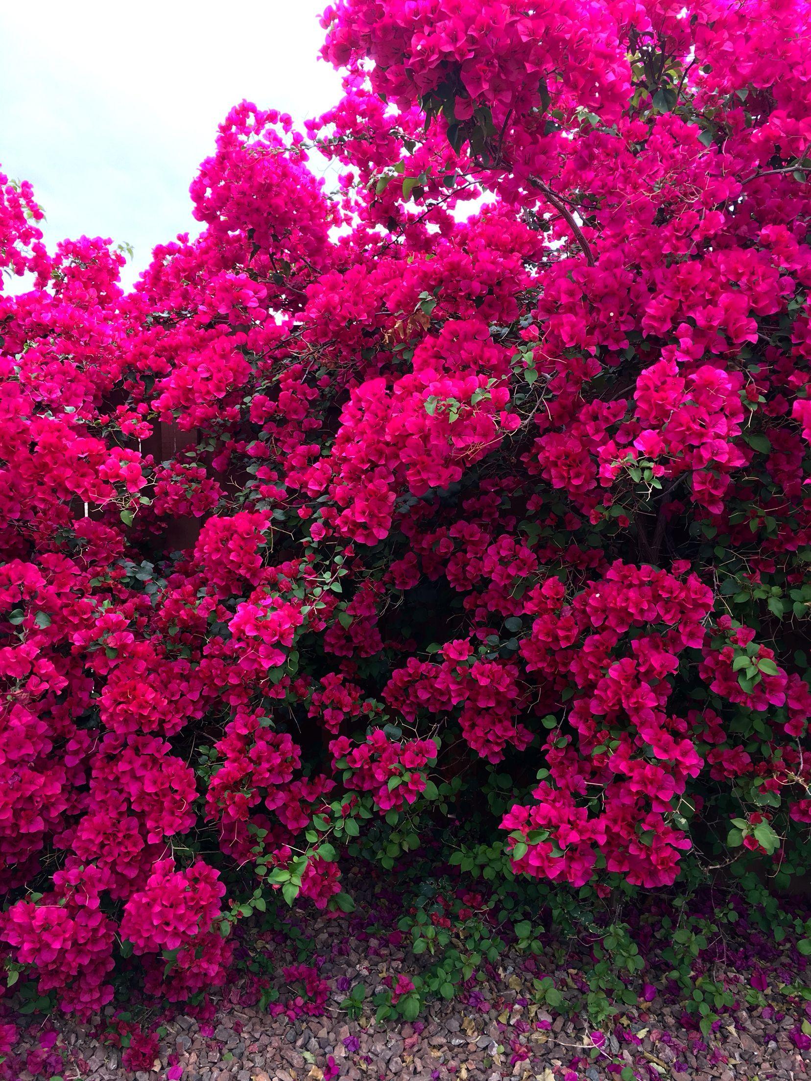1656x2208 Bougainville in Scottsdale, Arizona. Flowers nature, Wonderful flowers, Planting flowers
