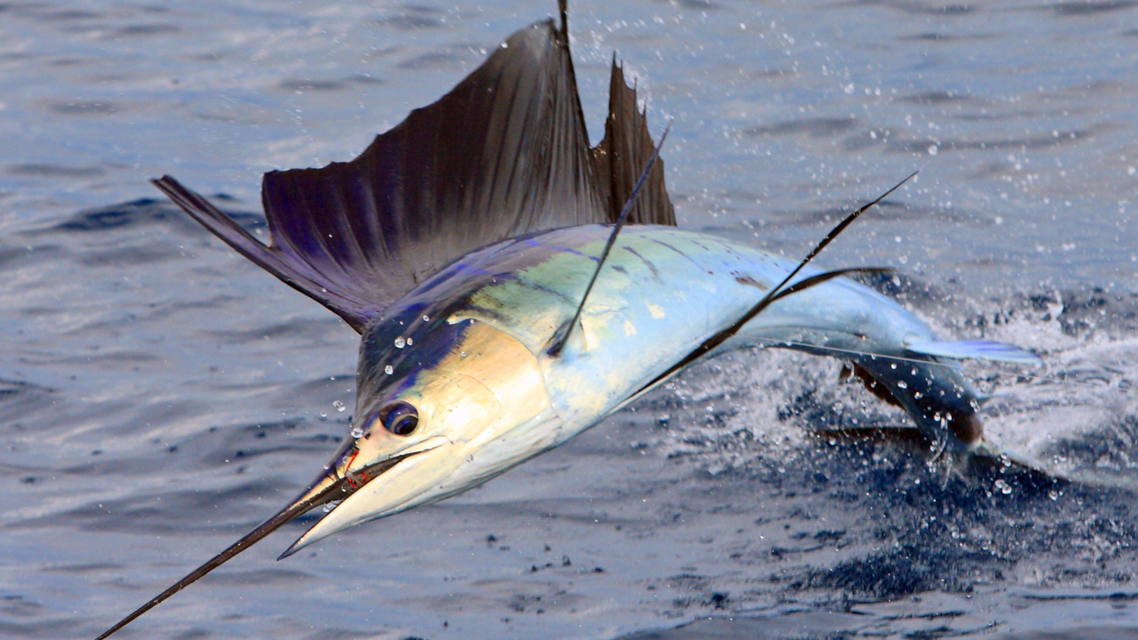 3840x2160 Sailfish Background. Sailfish Wallpaper, Sailfish Background and Jolla Sailfish Wallpaper