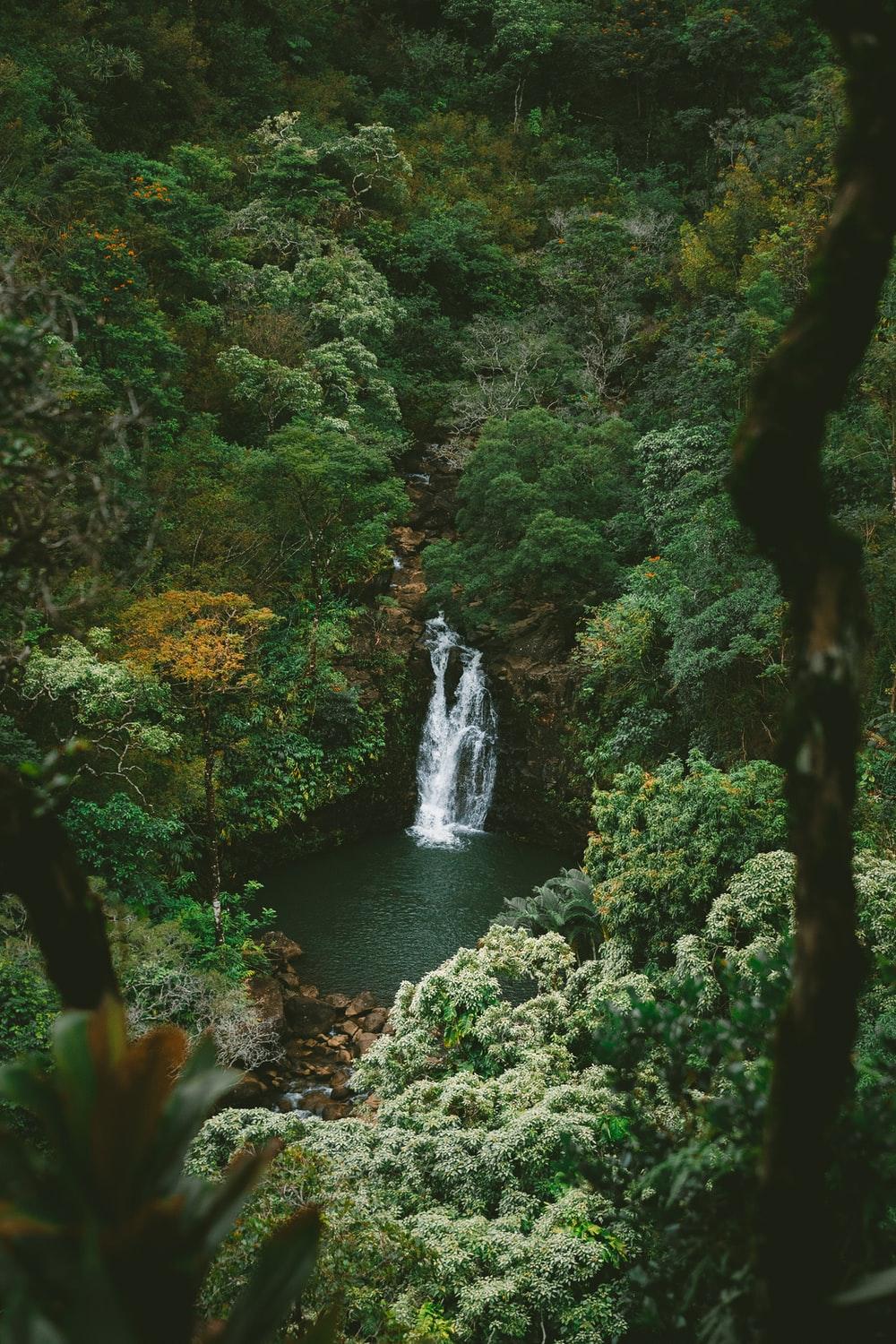 1000x1500 Jungle Waterfall Picture. Download Free Image