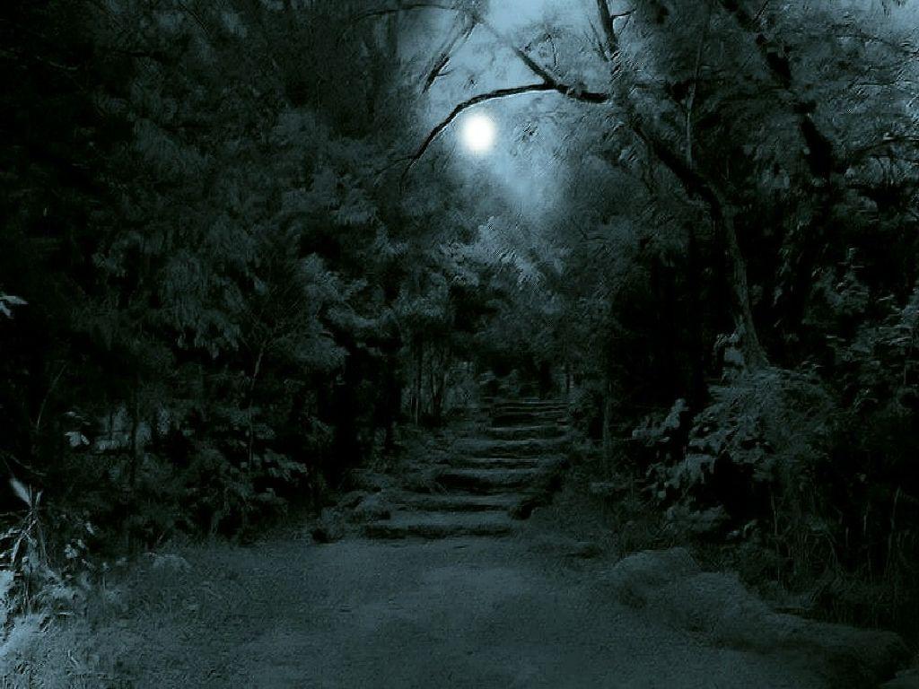1024x768 dark jungle - „Google“ paieška. Night forest, Dark forest, Forest background