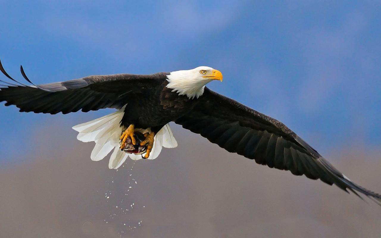 1280x800 American Eagle Desktop Wallpaper