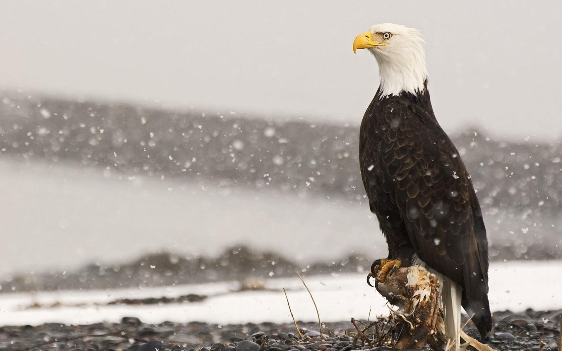 1920x1200 American Eagles Wallpaper HD Wallpaper Of Eagles HD Wallpaper