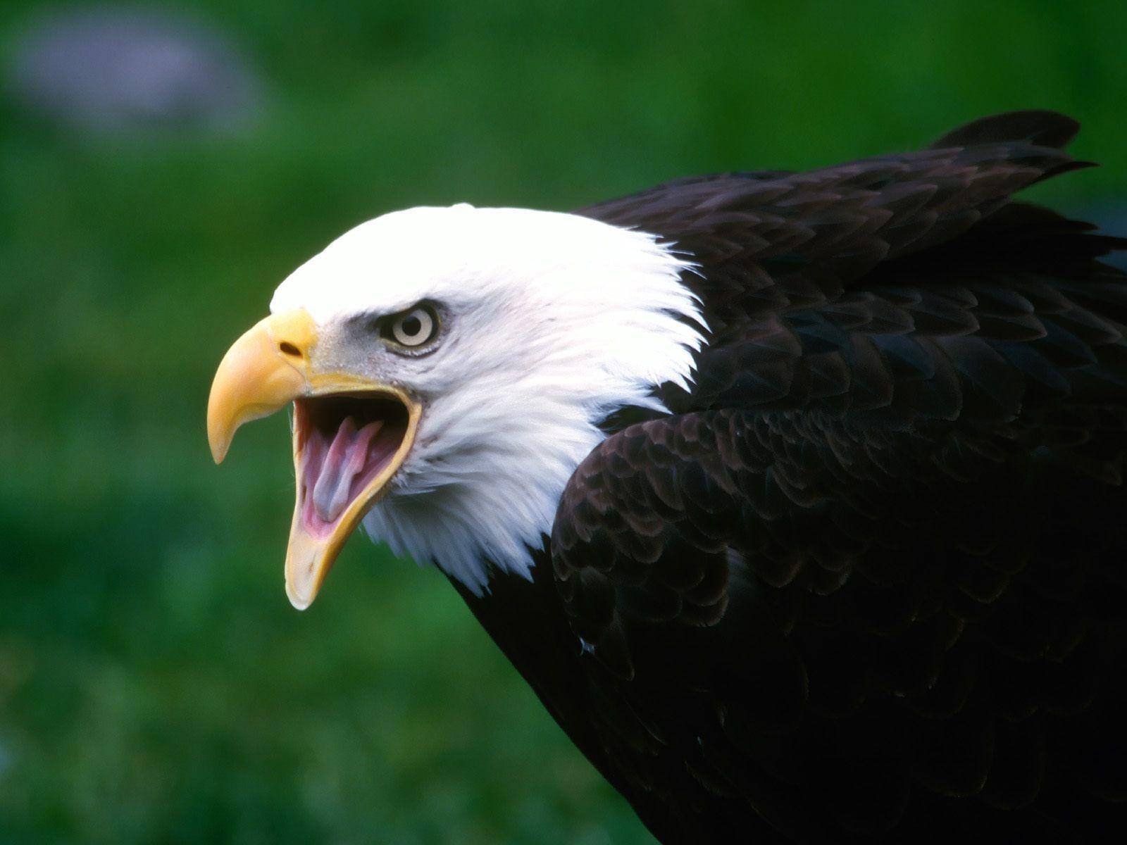 1600x1200 3D Golden Eagle Wallpaper Desktop