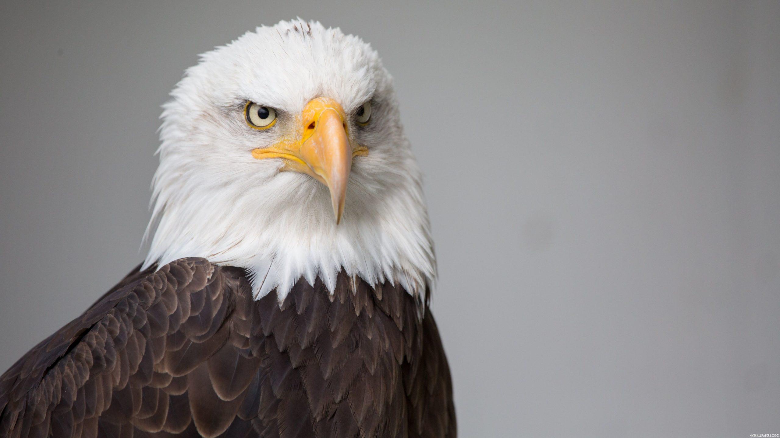 2560x1440 Eagle Wallpaper
