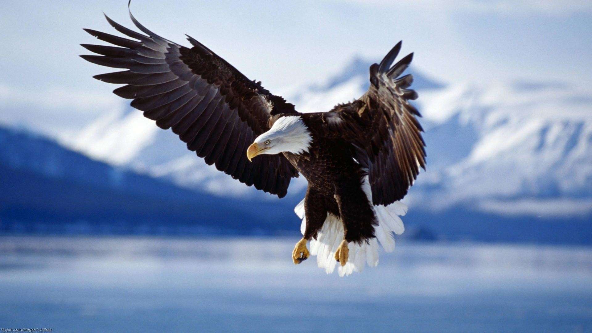 1920x1080 3D Eagle Wallpaper Desktop