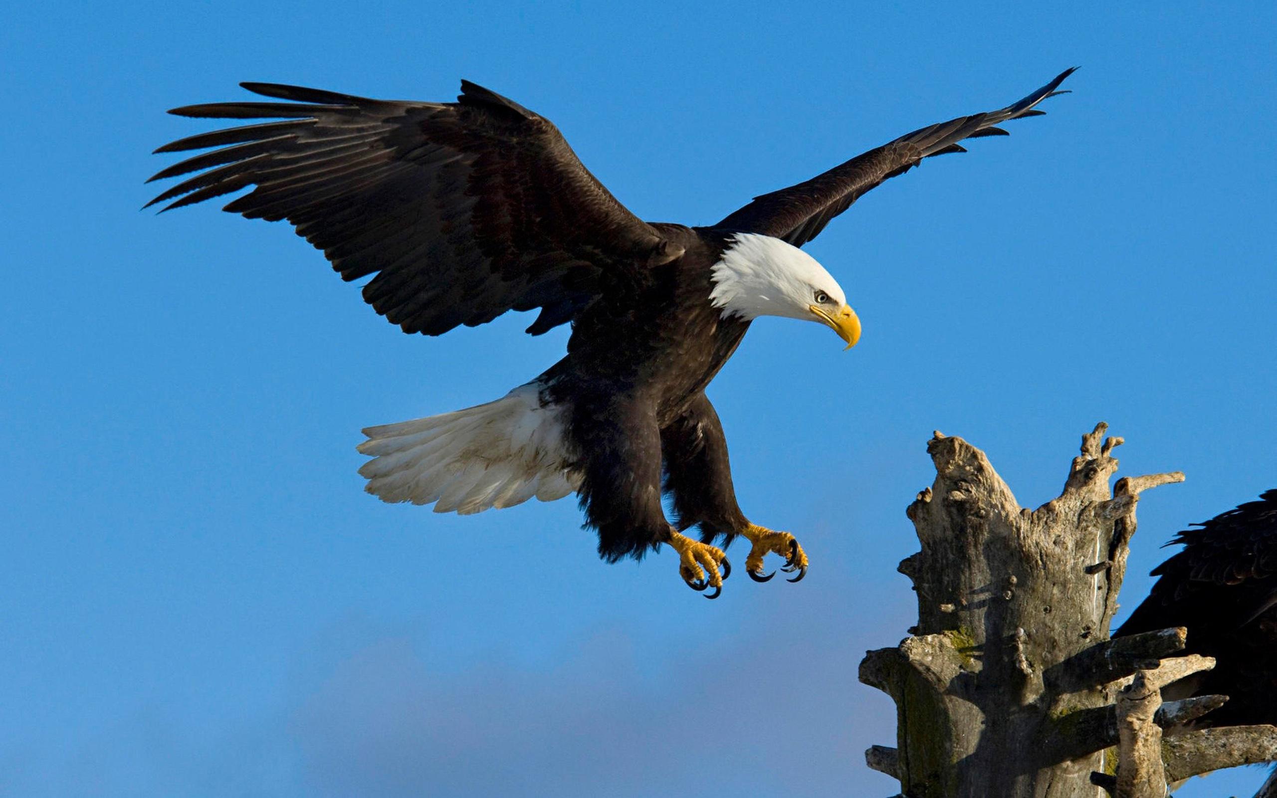 2560x1600 Bald Eagle Landing On A Dry Tree Sky Blue Desktop Wallpaper Mobile Phones And Computers :