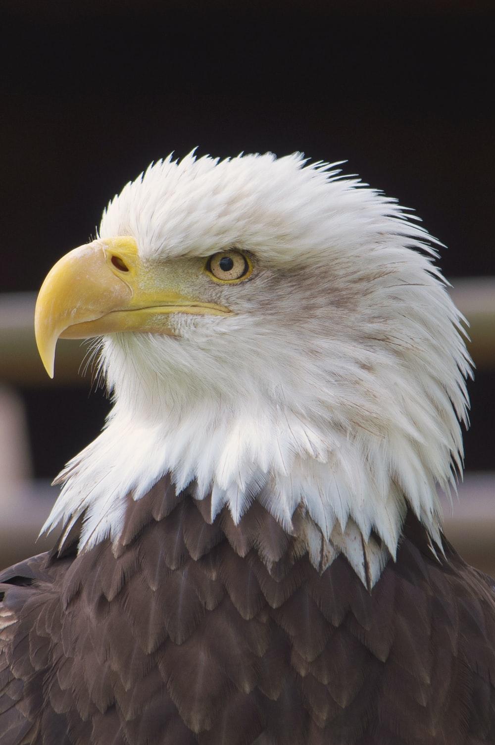 1000x1505 Bird Of Prey Picture. Download Free Image