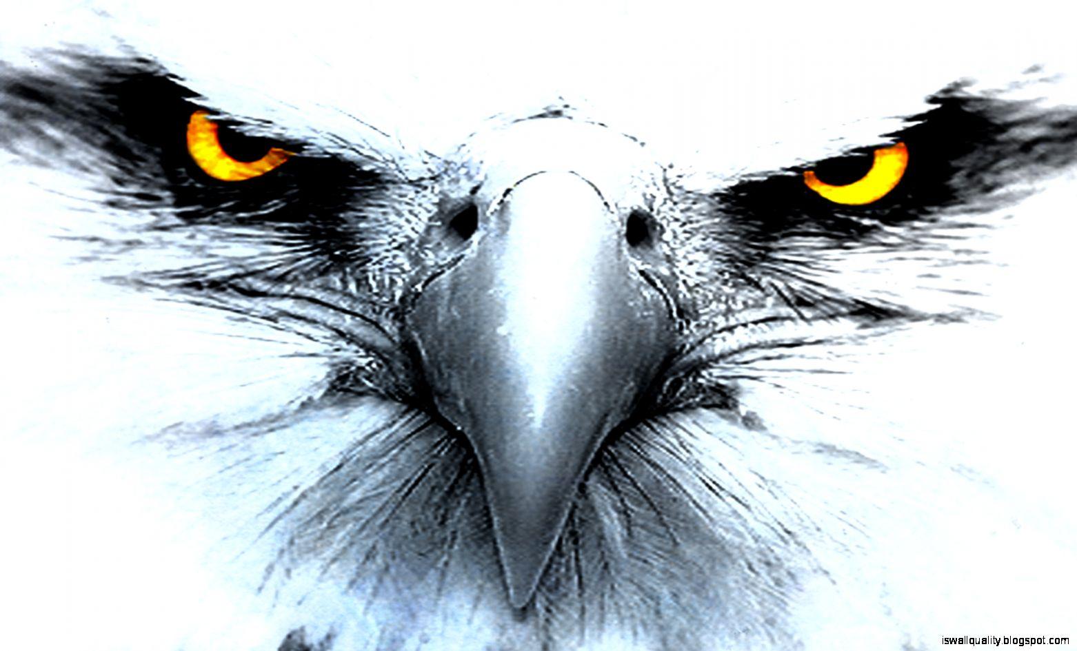 1562x945 Wallpaper Eagle 3D Image