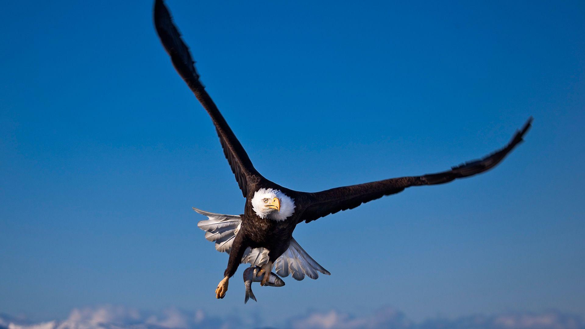 1920x1080 American Eagle Wallpaper for Android