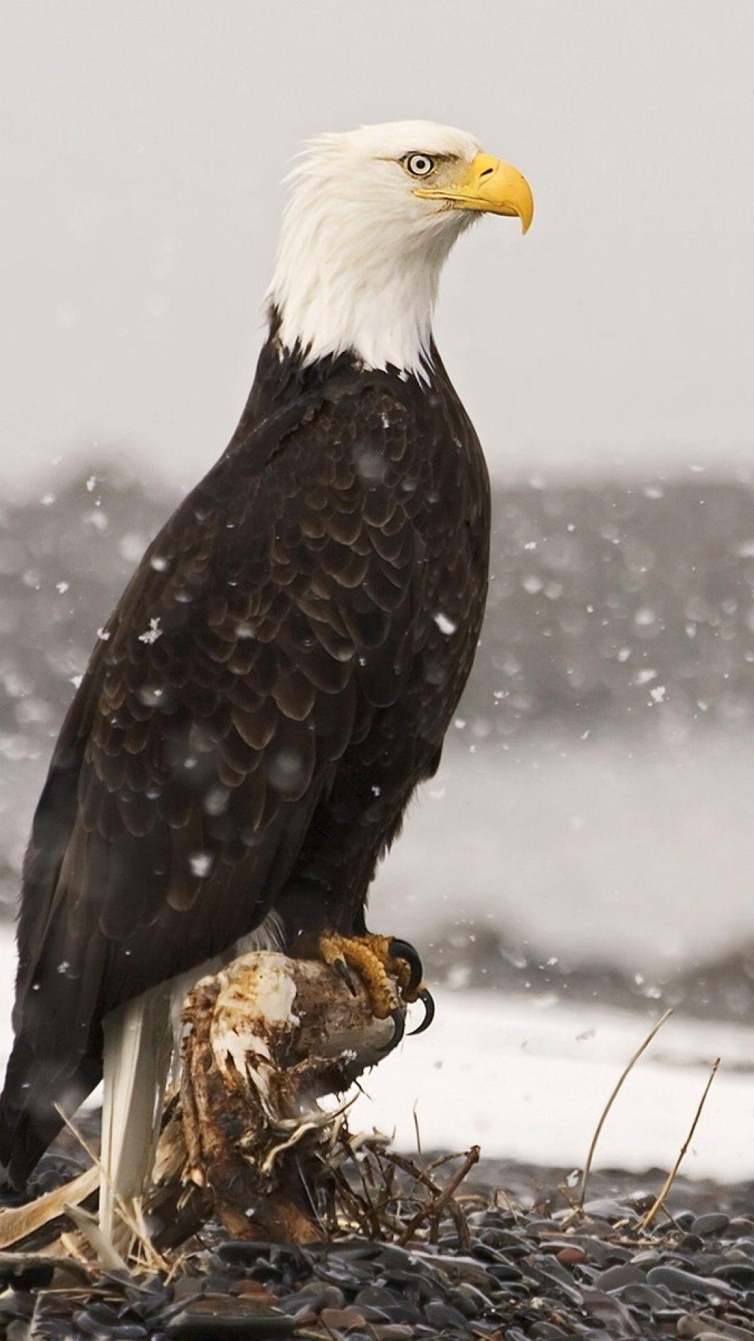 1080x1920 Lock Screen iPhone Eagle Wallpaper HD
