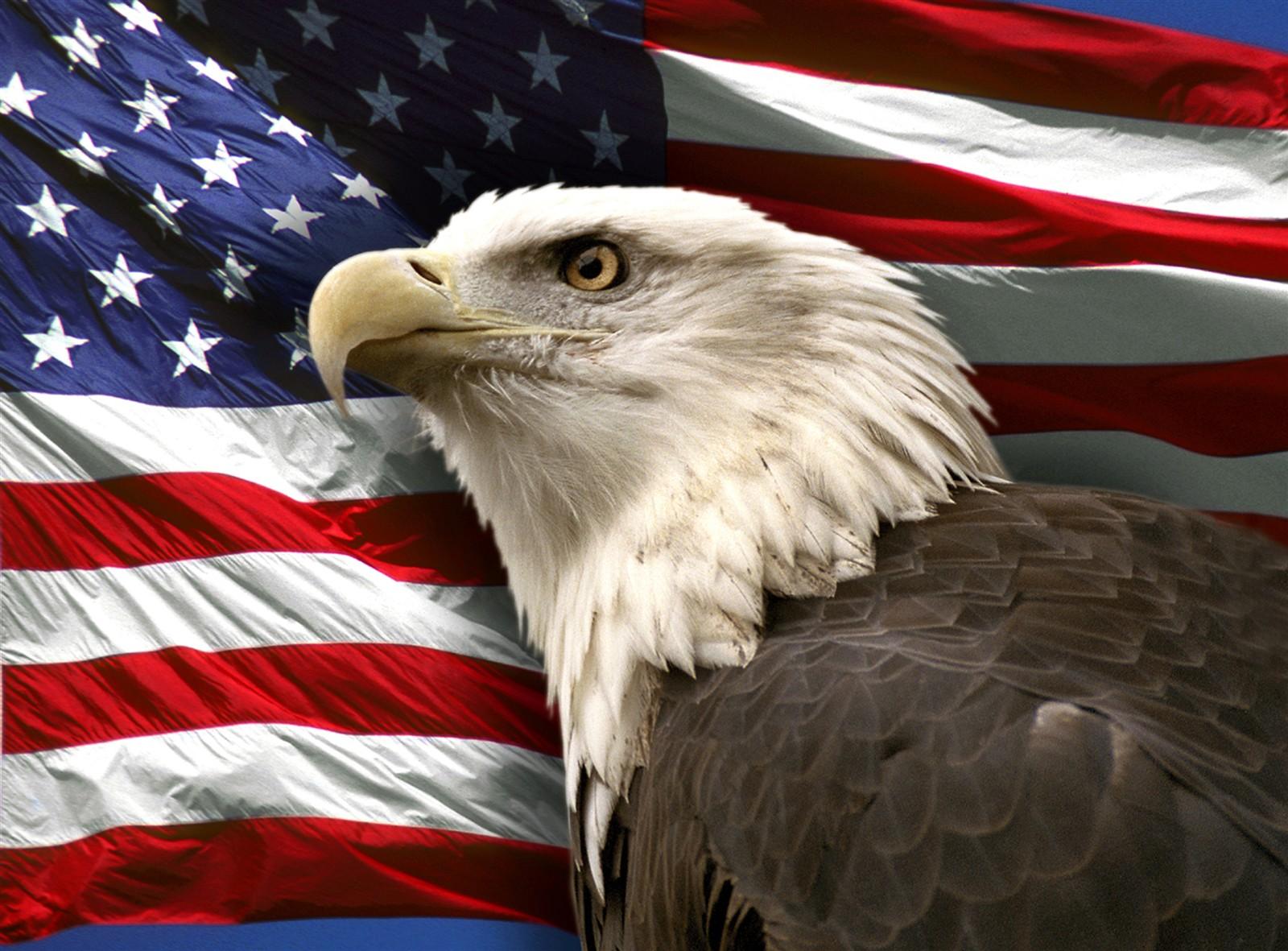 1600x1181 Bald eagle flag picture wallpaper