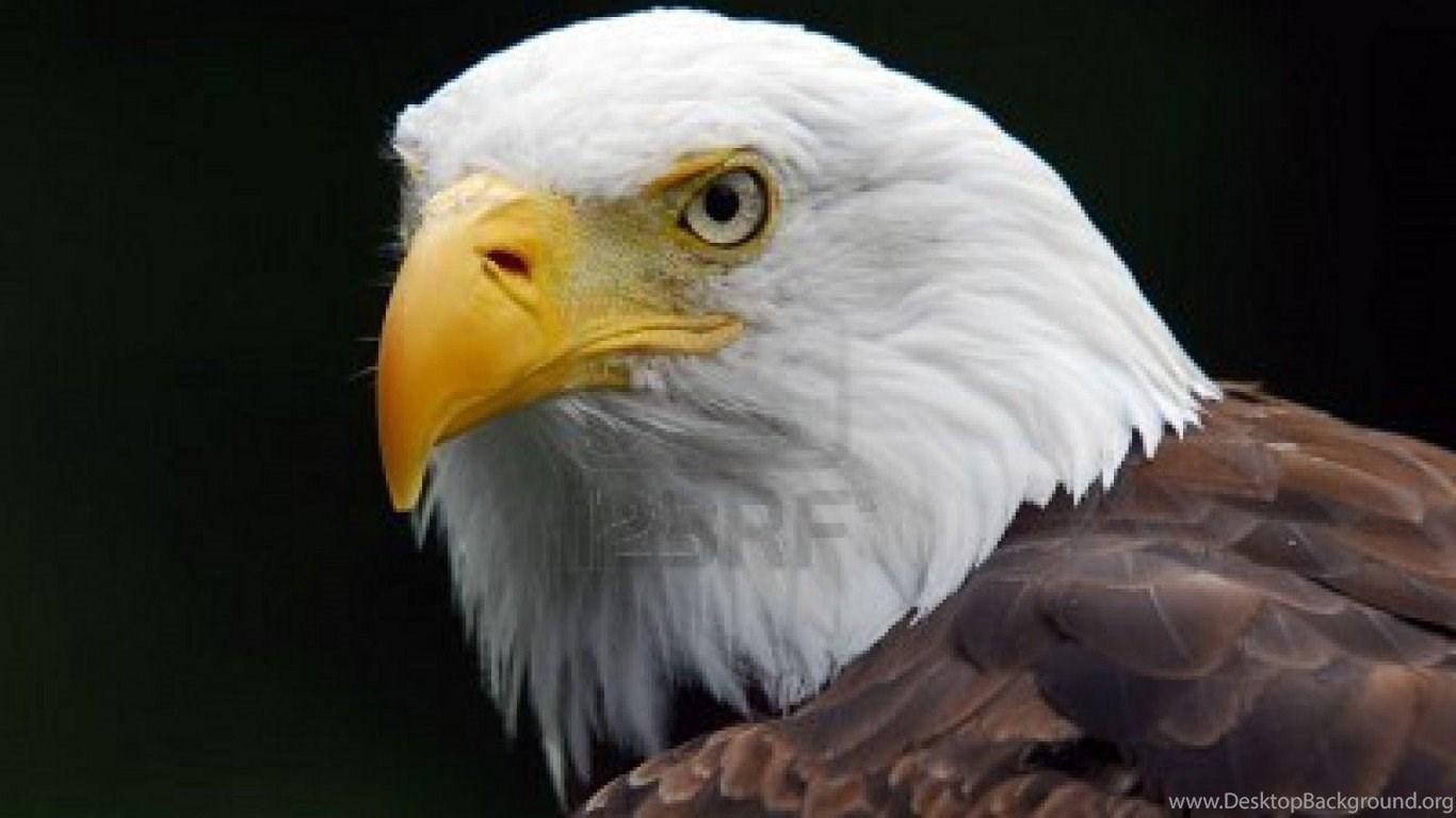 1366x768 High Definition Eagle Wallpaper For Free Download Desktop Background