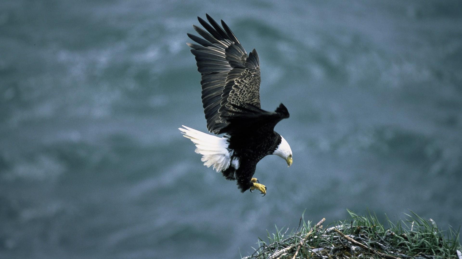 1920x1080 High Definition HD Eagle Image HD Wallpaper Download