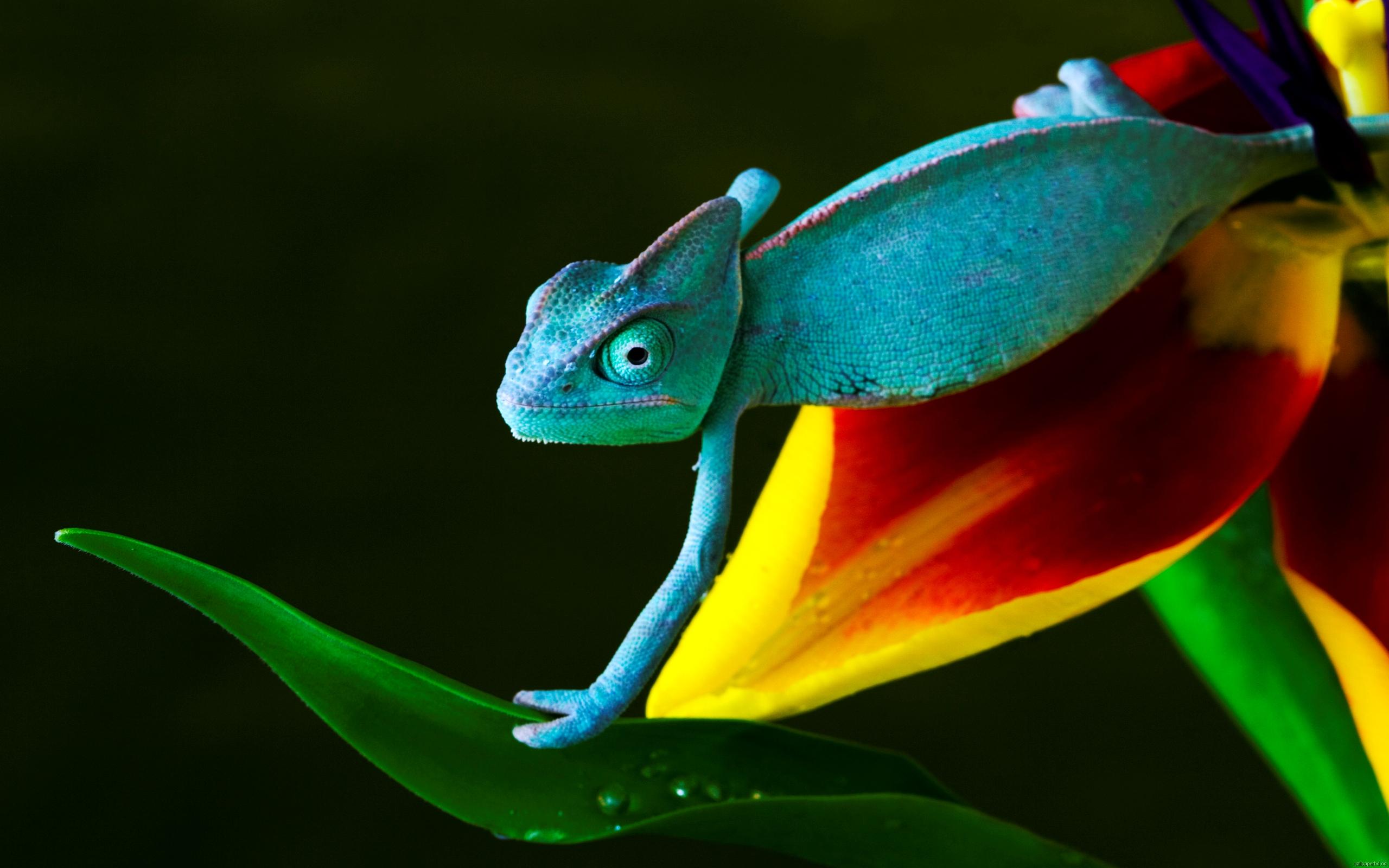 2560x1600 Free download best HD photo PDF Download [2560x1600] for your Desktop, Mobile & Tablet. Explore Coolest HD Wallpaper Ever. Hottest HD Wallpaper Ever, Best Windows Wallpaper Ever, The Coolest Wallpaper