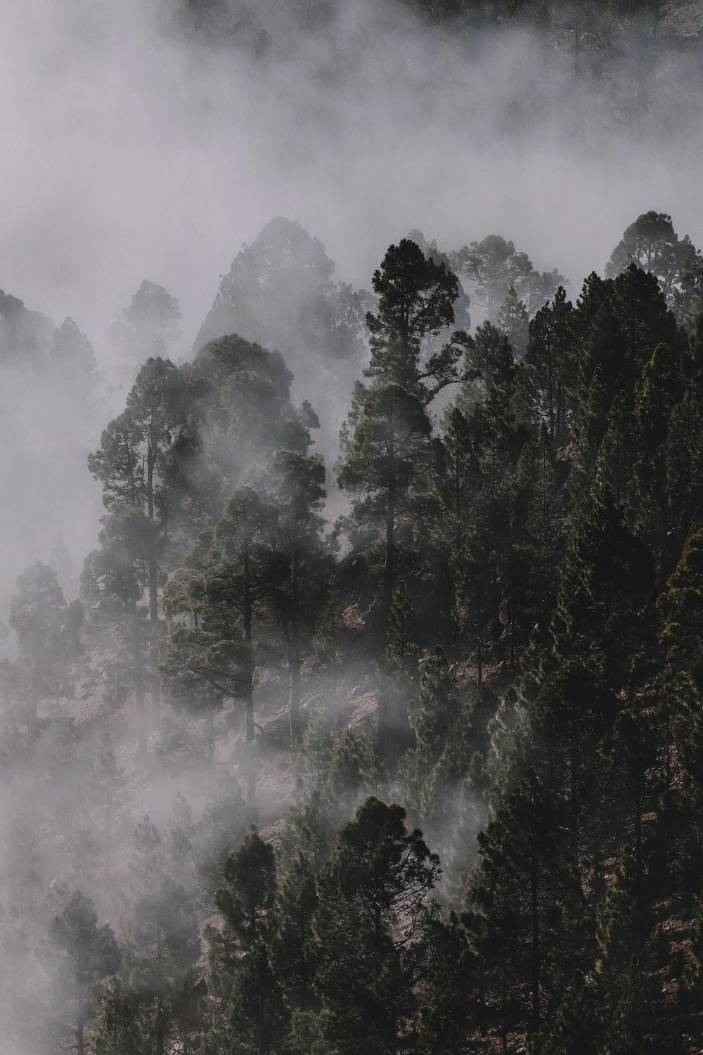 1000x1500 Mist Picture [HD]. Download Free Image